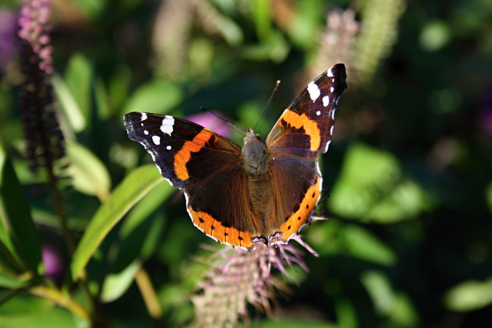Canon EOS 1000D (EOS Digital Rebel XS / EOS Kiss F) sample photo. Butterfly, vanessa atalanta, red photography