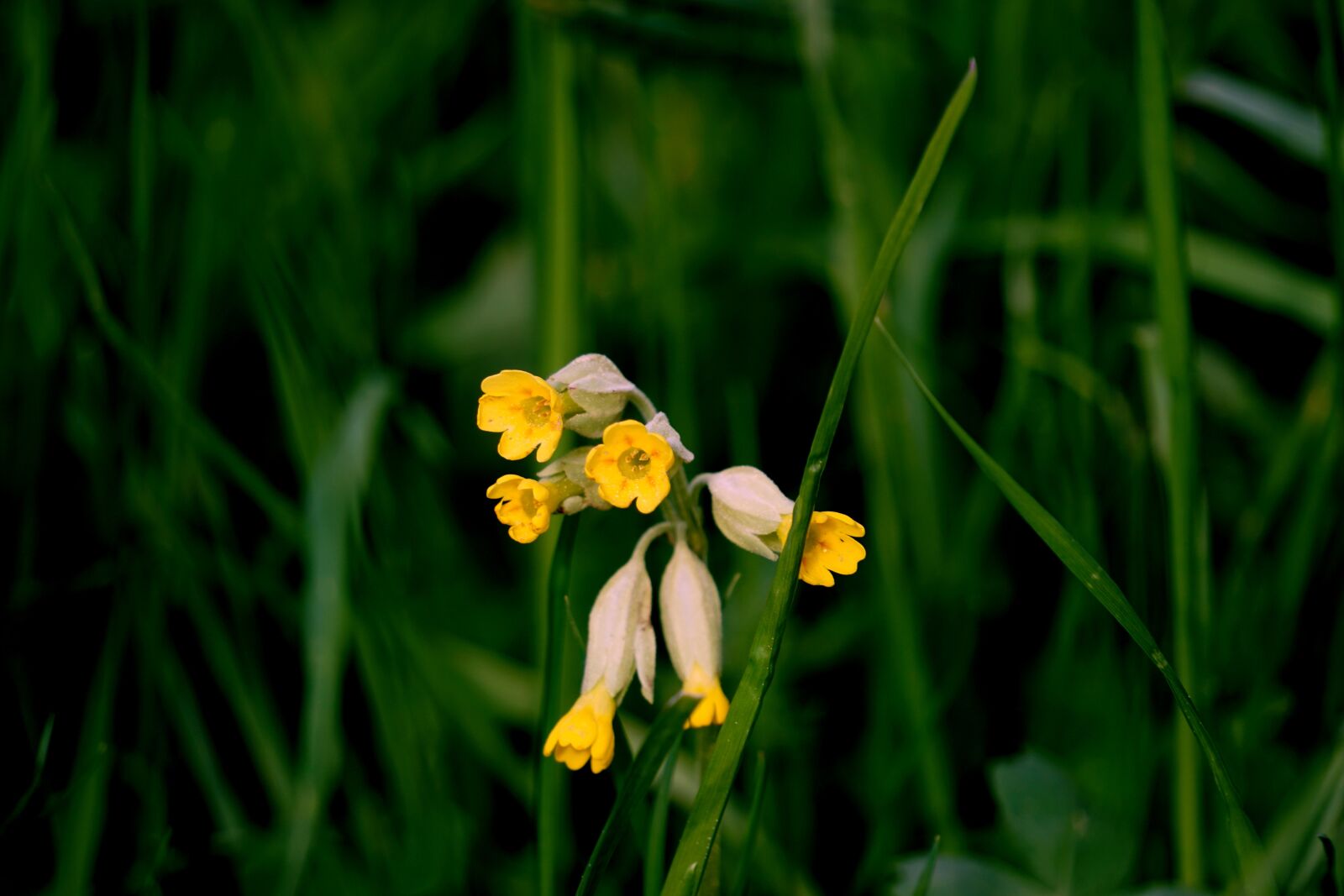 Sony a6000 sample photo. Cowslip, nature, plant photography