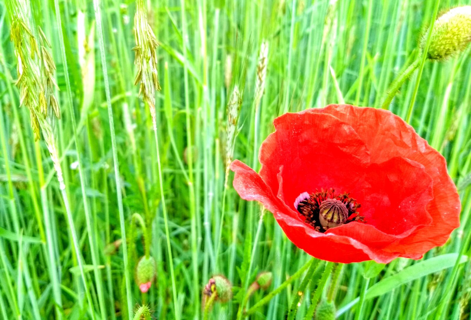 Motorola Moto G (5S) sample photo. Flower, field, meadow photography
