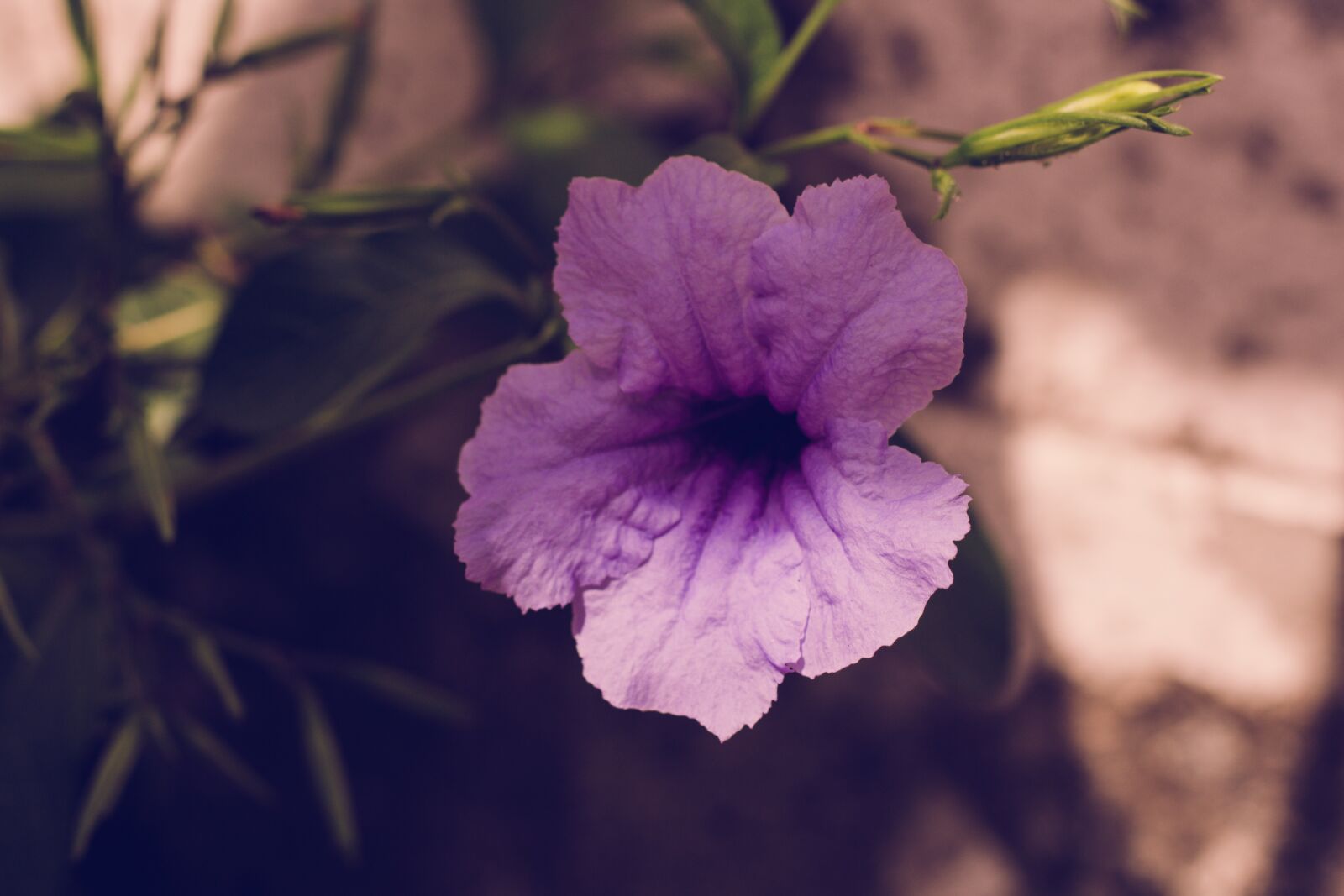 Canon EOS 700D (EOS Rebel T5i / EOS Kiss X7i) + Canon EF 50mm F1.8 STM sample photo. Flower, plant, purple photography