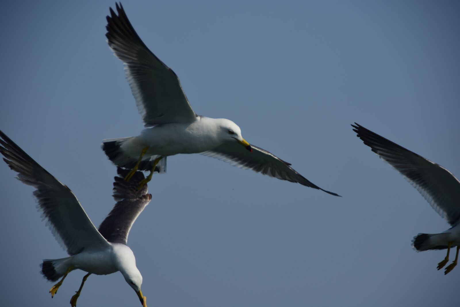 Nikon D7200 sample photo. Seagull, emergency, flight photography