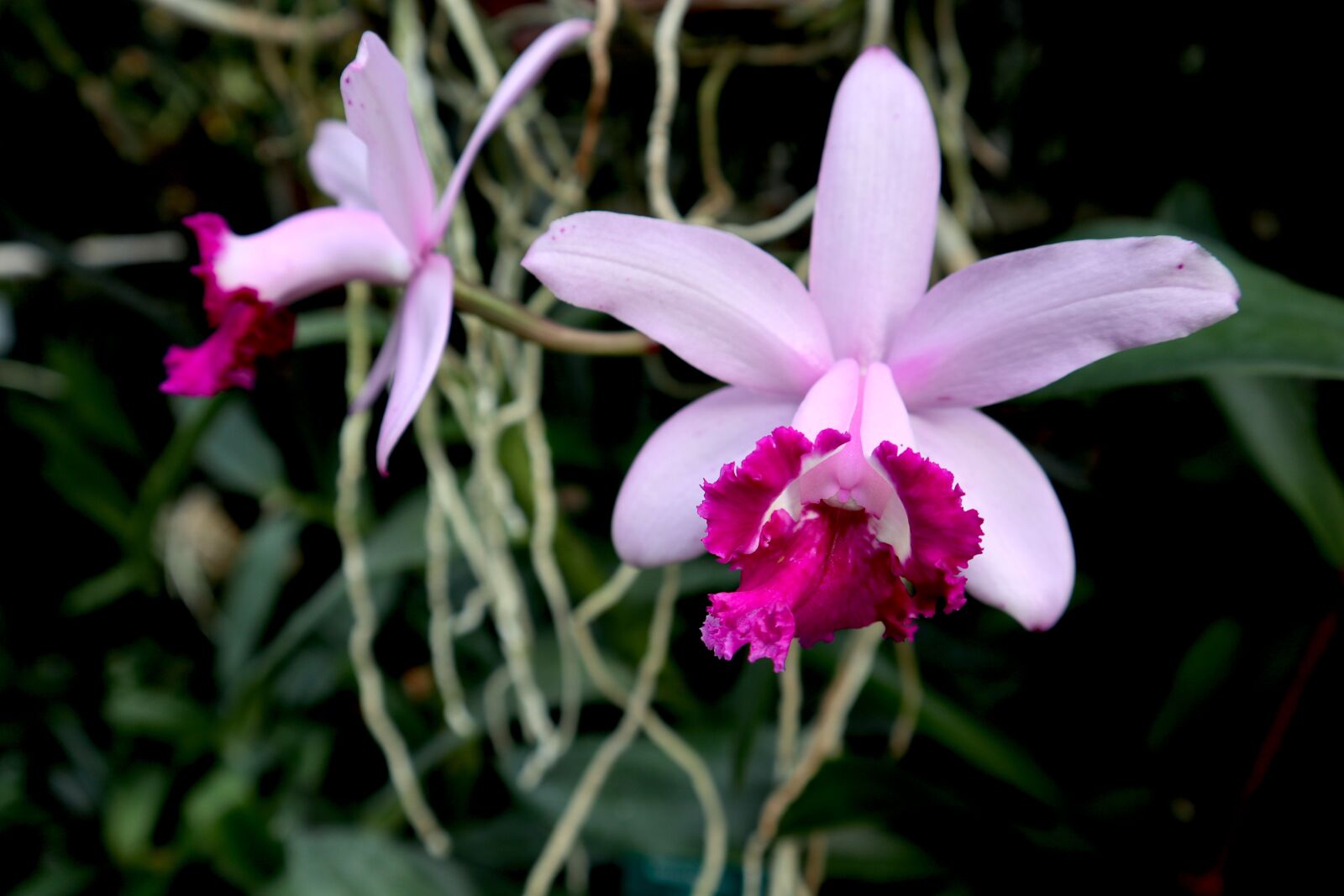 Canon EOS M100 sample photo. Orchid, flower, blossom photography
