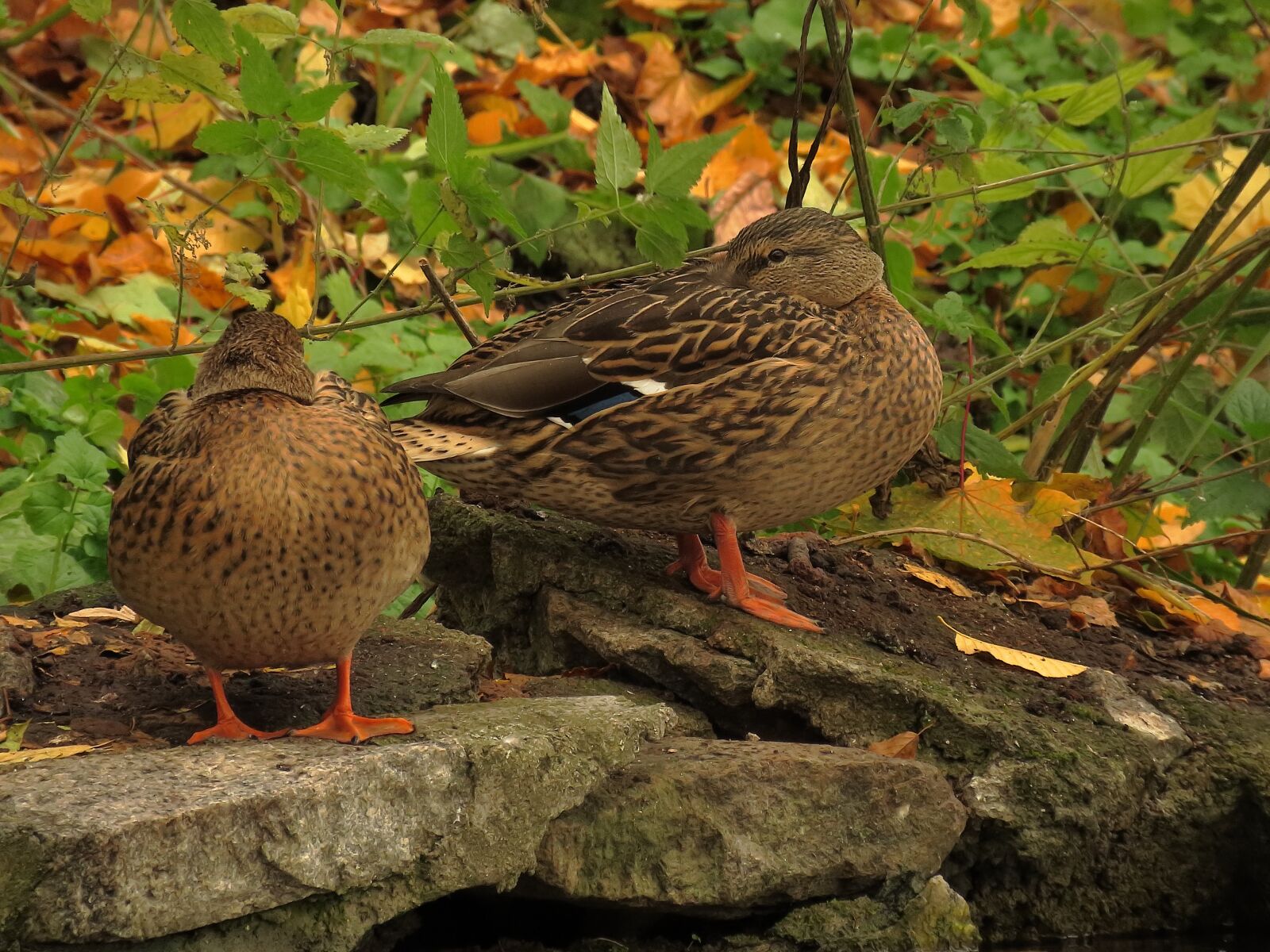 Canon PowerShot SX60 HS sample photo. Duck, mallard, bird photography
