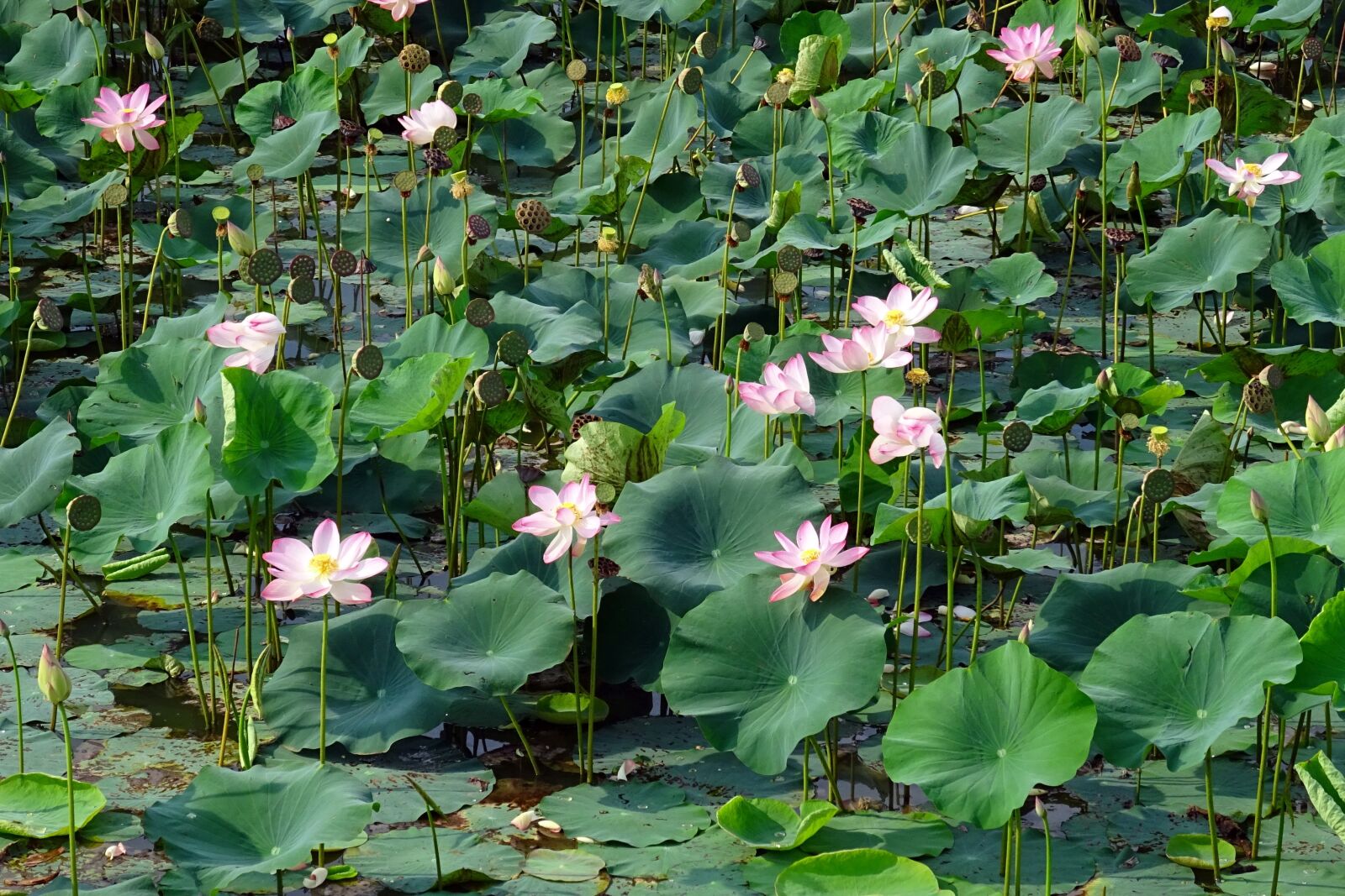 Sony DSC-HX60V sample photo. Lotus, pink, flower photography