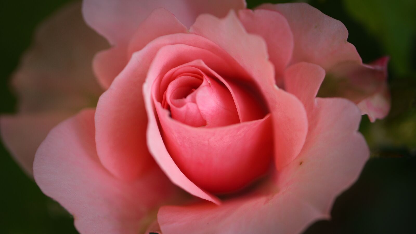 Panasonic Lumix DMC-G2 sample photo. Rose, blossom, bloom photography