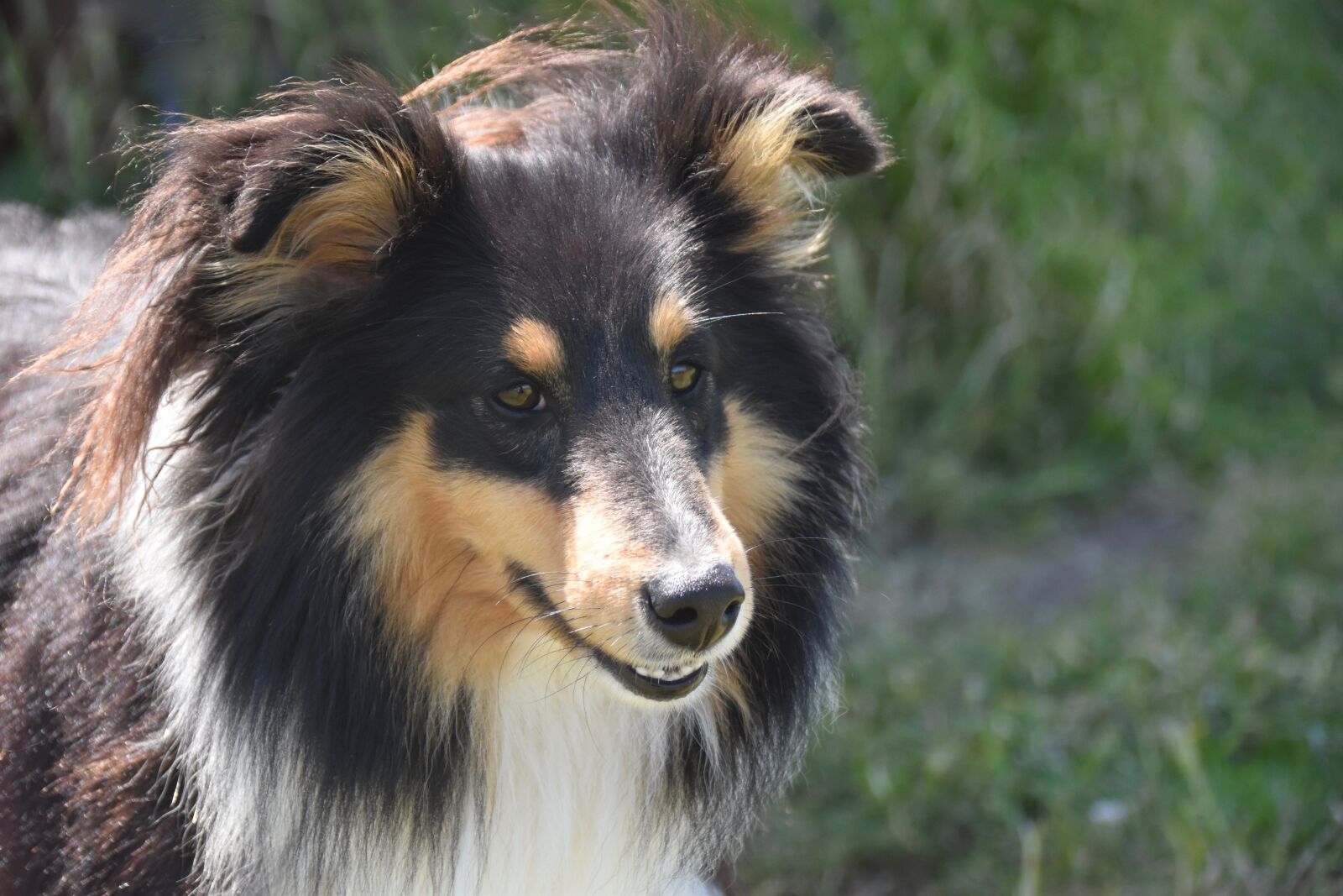 Nikon D5600 sample photo. Dog, pup, dog portrait photography