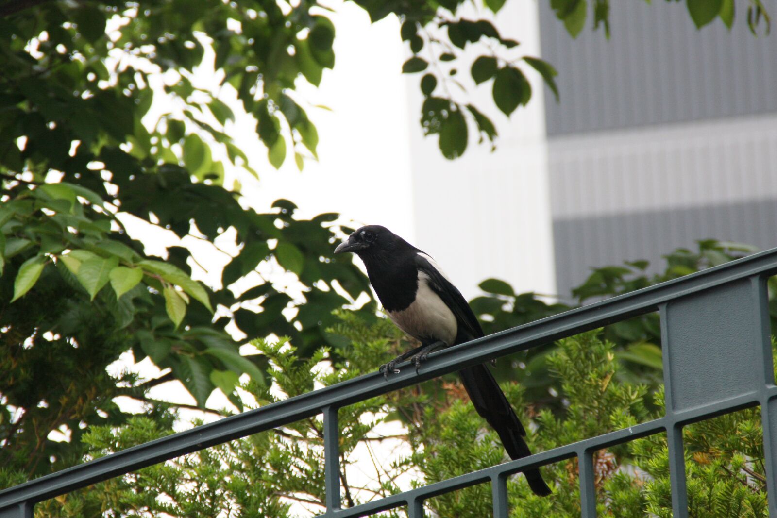 Canon EOS 40D sample photo. Magpie, new, feather photography
