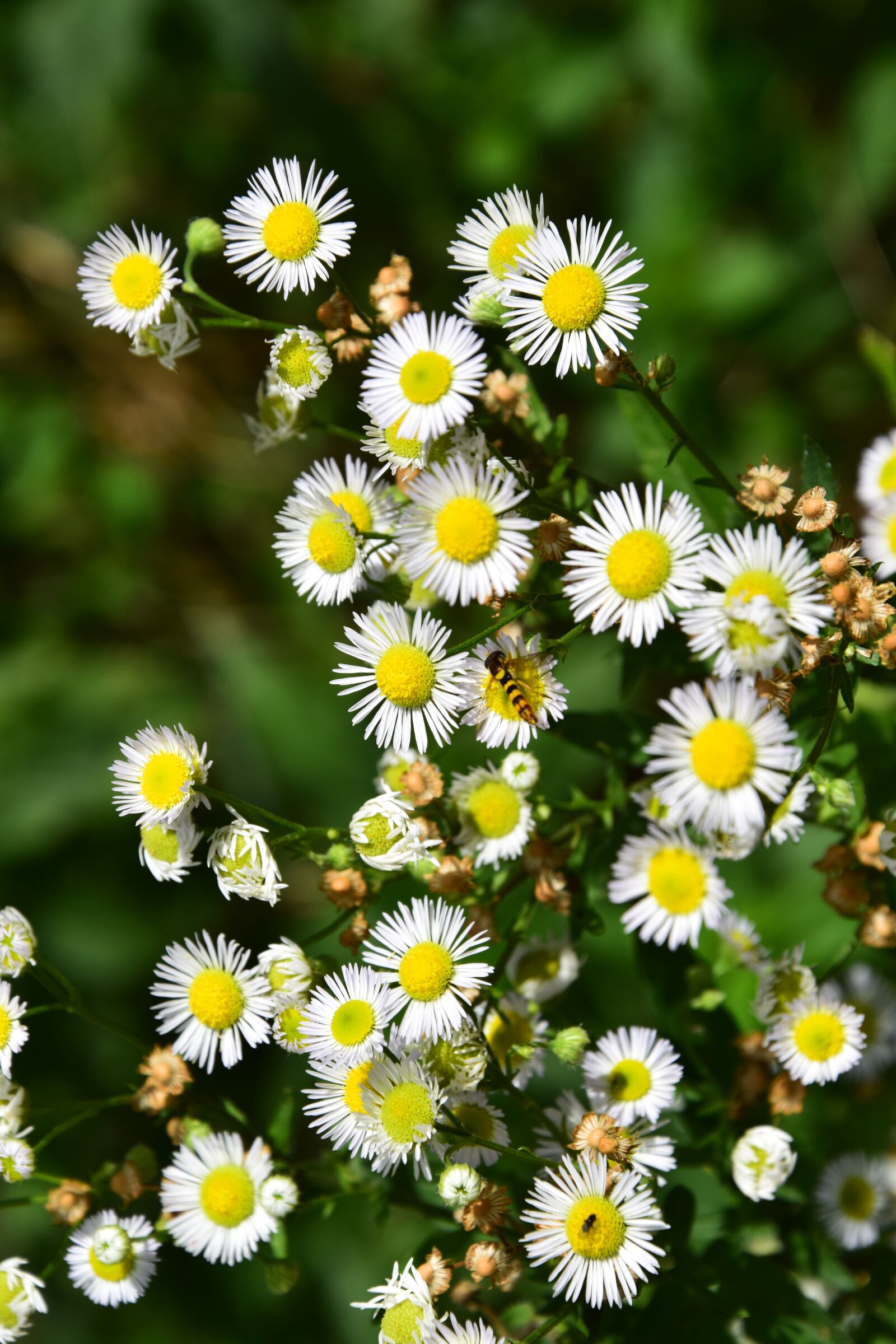 Nikon D3300 sample photo. Wildflowers, bee, summer photography