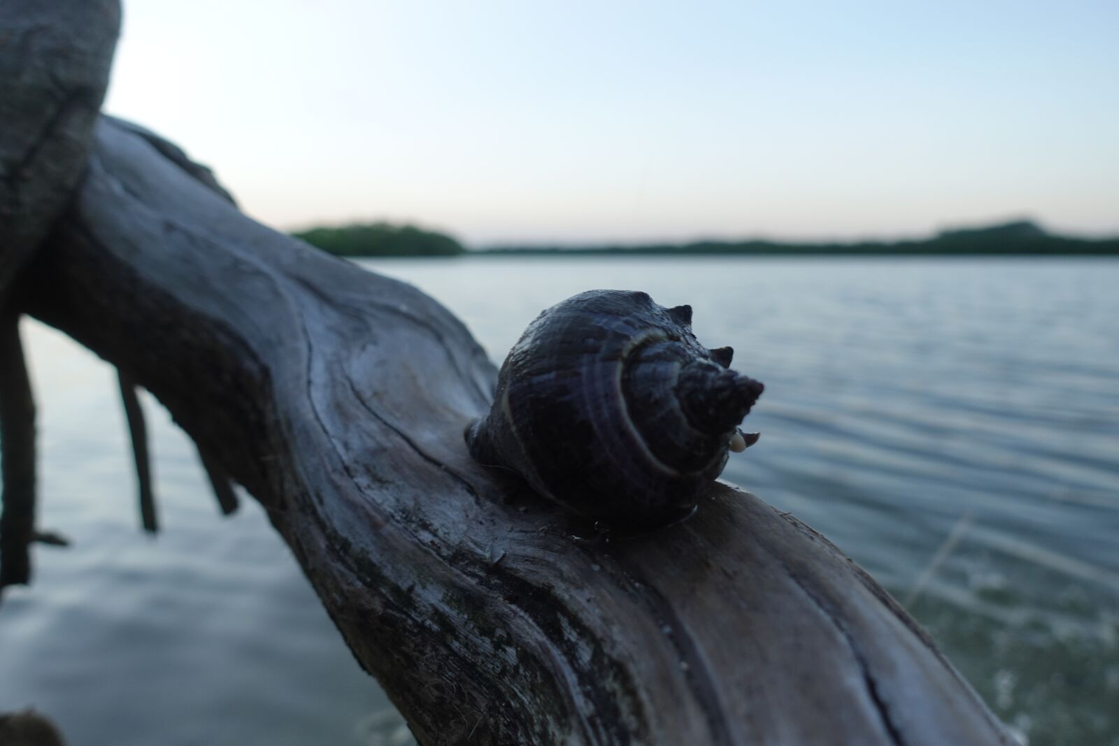 Sony DSC-RX100M5A sample photo. Sea, seashell, marine photography