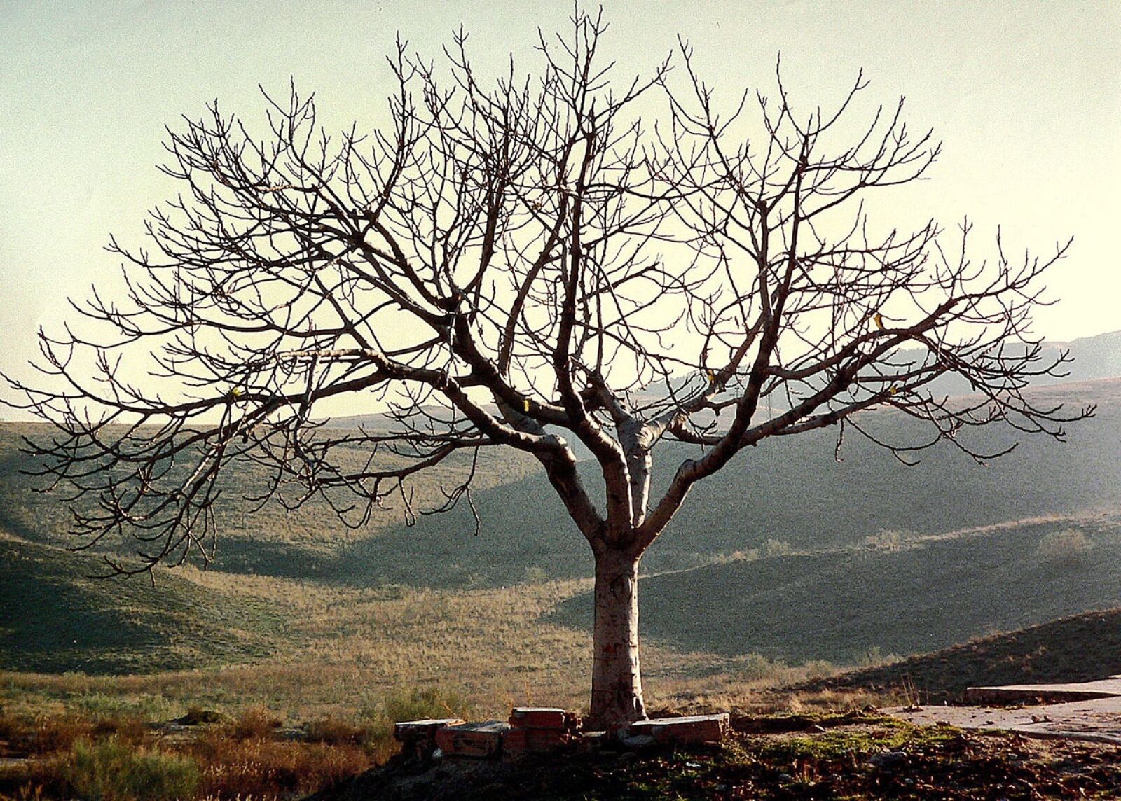 Panasonic DMC-FZ20 sample photo. Tree, alone, leafless photography