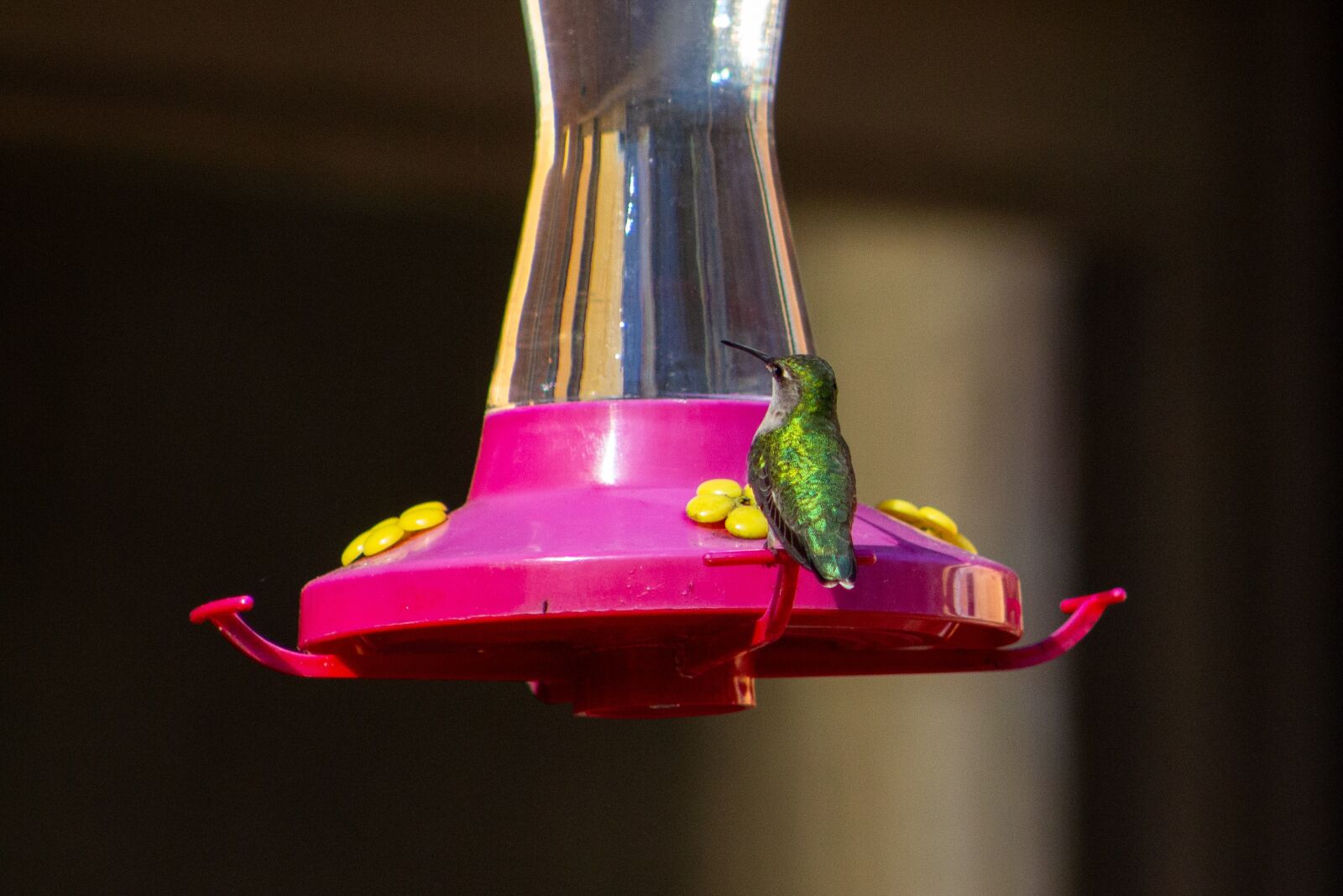 Canon EF75-300mm f/4-5.6 sample photo. Hummingbird, feeder, feeding photography