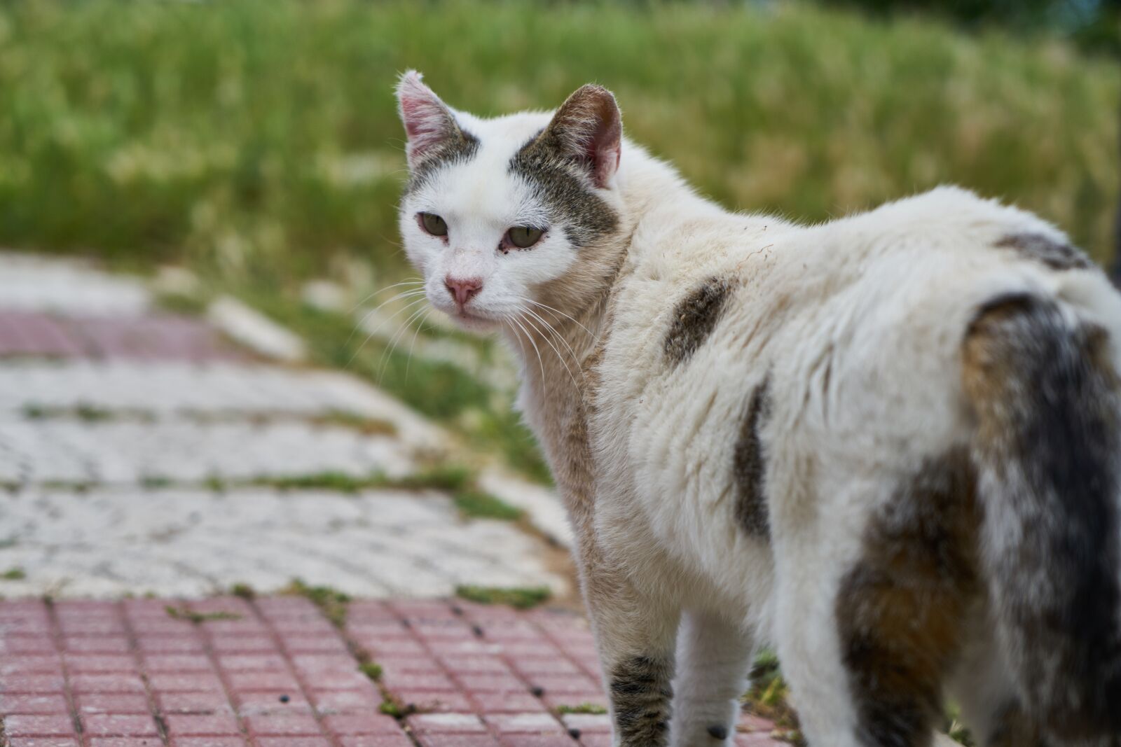 Sony a7R II sample photo. Cat, overview, white photography