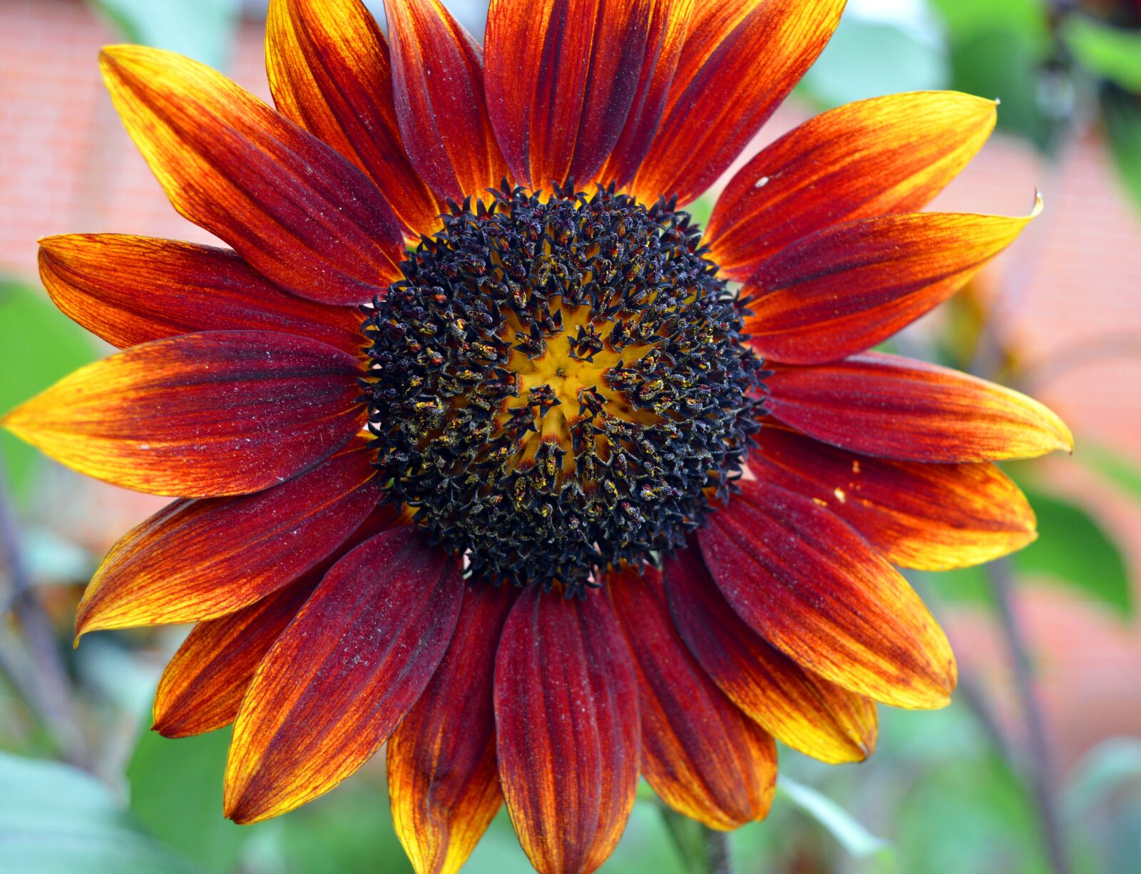 Nikon D3200 sample photo. Sunflower, red, close up photography