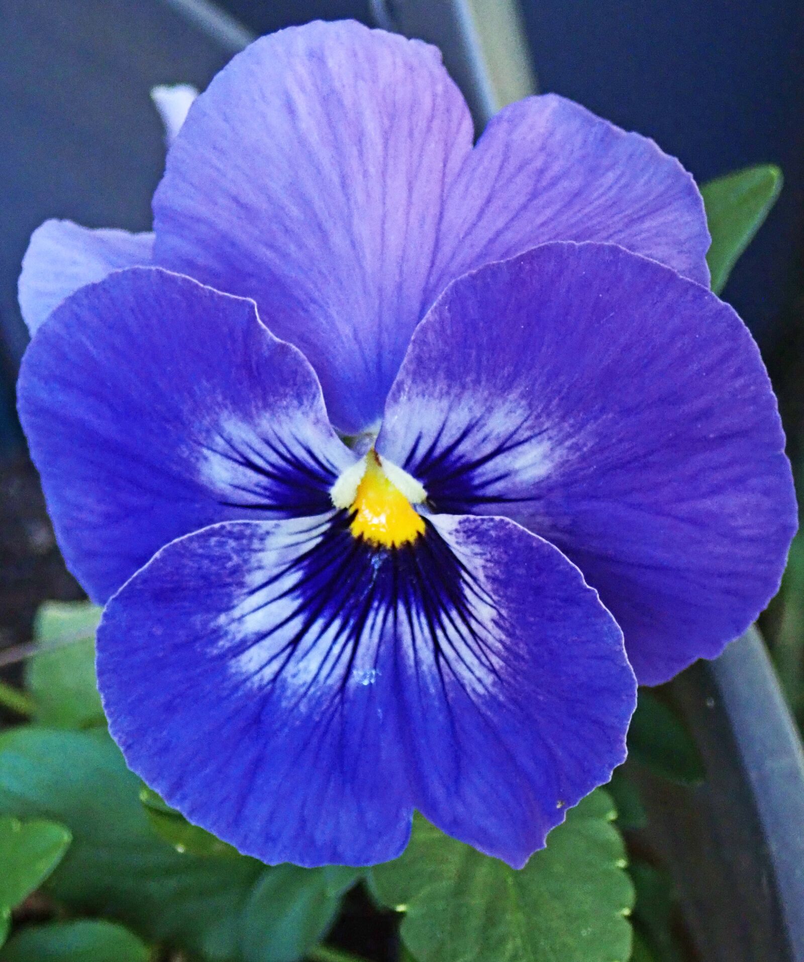Olympus TG-5 sample photo. Flower, purple, pansy photography
