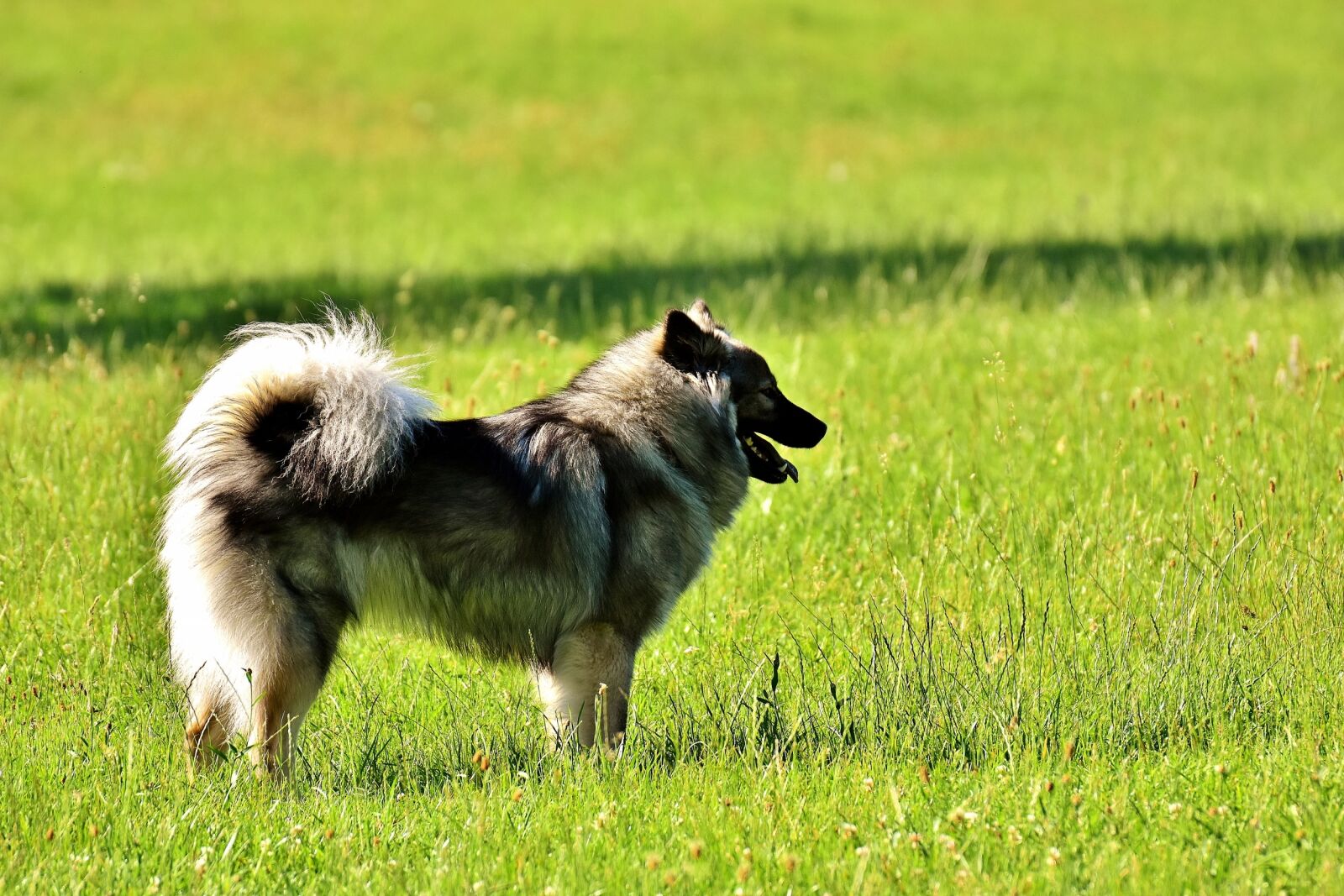 Nikon D7200 sample photo. Eurasians, dog, race photography