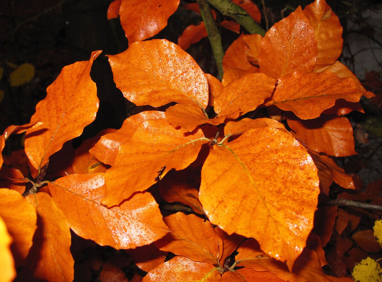 Canon PowerShot SD780 IS (Digital IXUS 100 IS / IXY Digital 210 IS) sample photo. Beech leaves, fall foliage photography