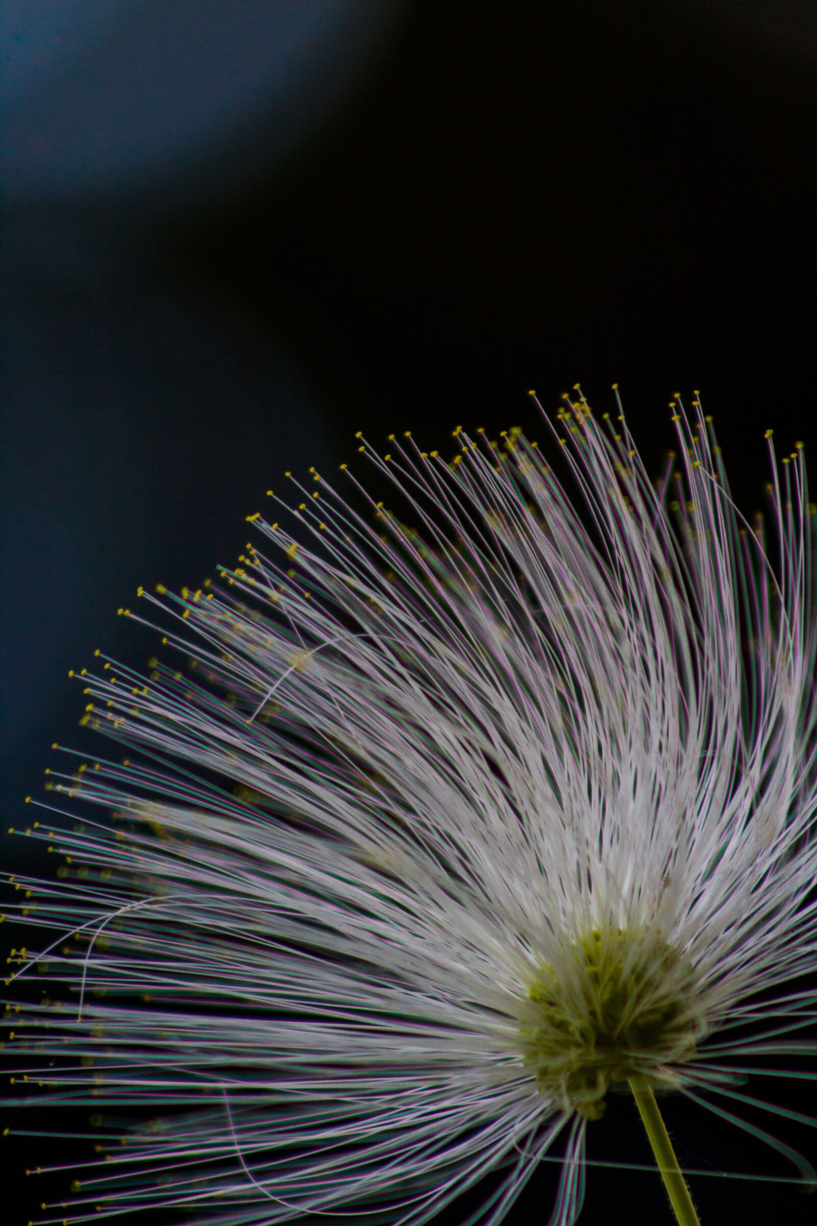 Canon EF75-300mm f/4-5.6 sample photo. Flowers, nature, bokeh photography