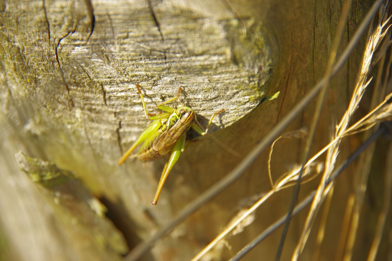 Pentax K-70 sample photo. Grasshopper, nature, insect photography