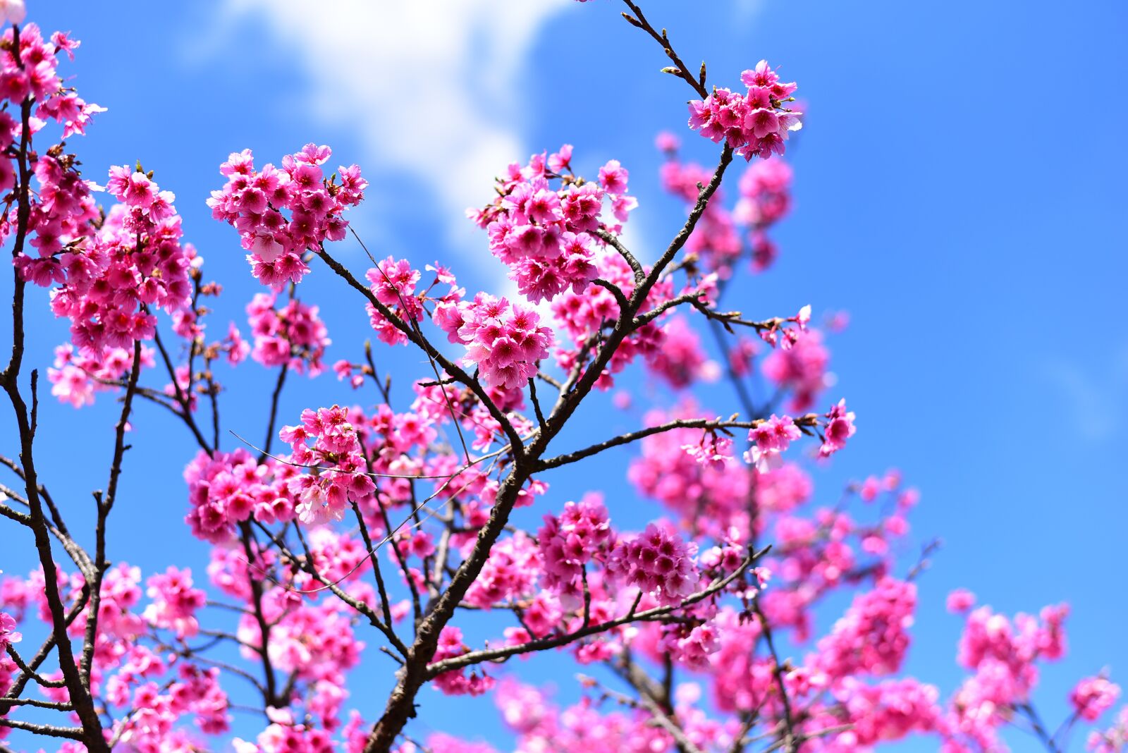 Nikon D750 sample photo. Plant, flower, cherry blossom photography