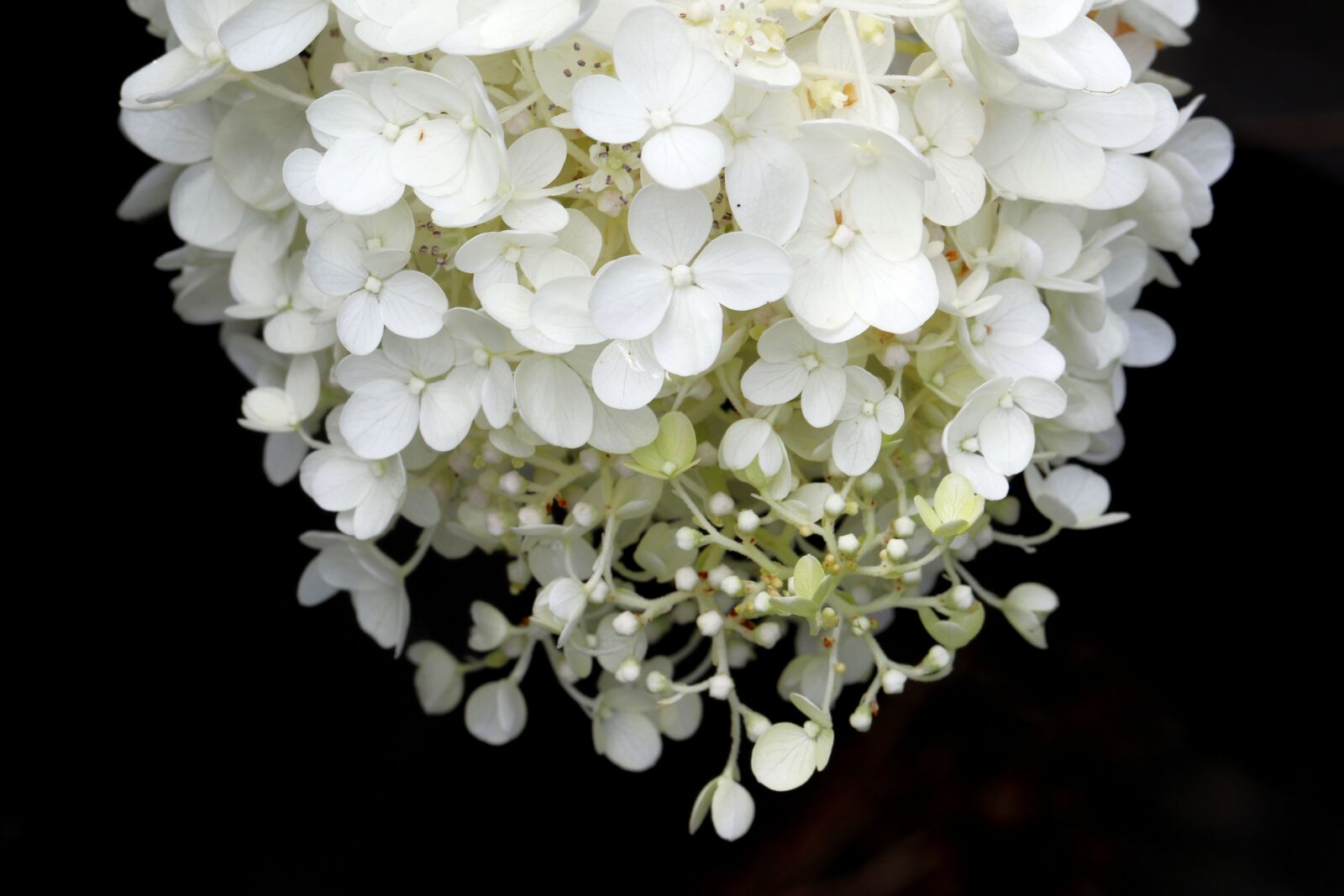 Canon EOS 7D Mark II sample photo. Plants, nature, forest photography