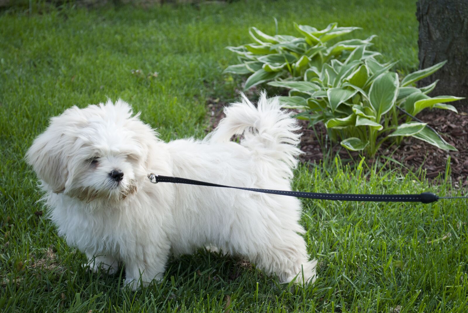 Nikon D3000 sample photo. Dog, puppy, yard photography