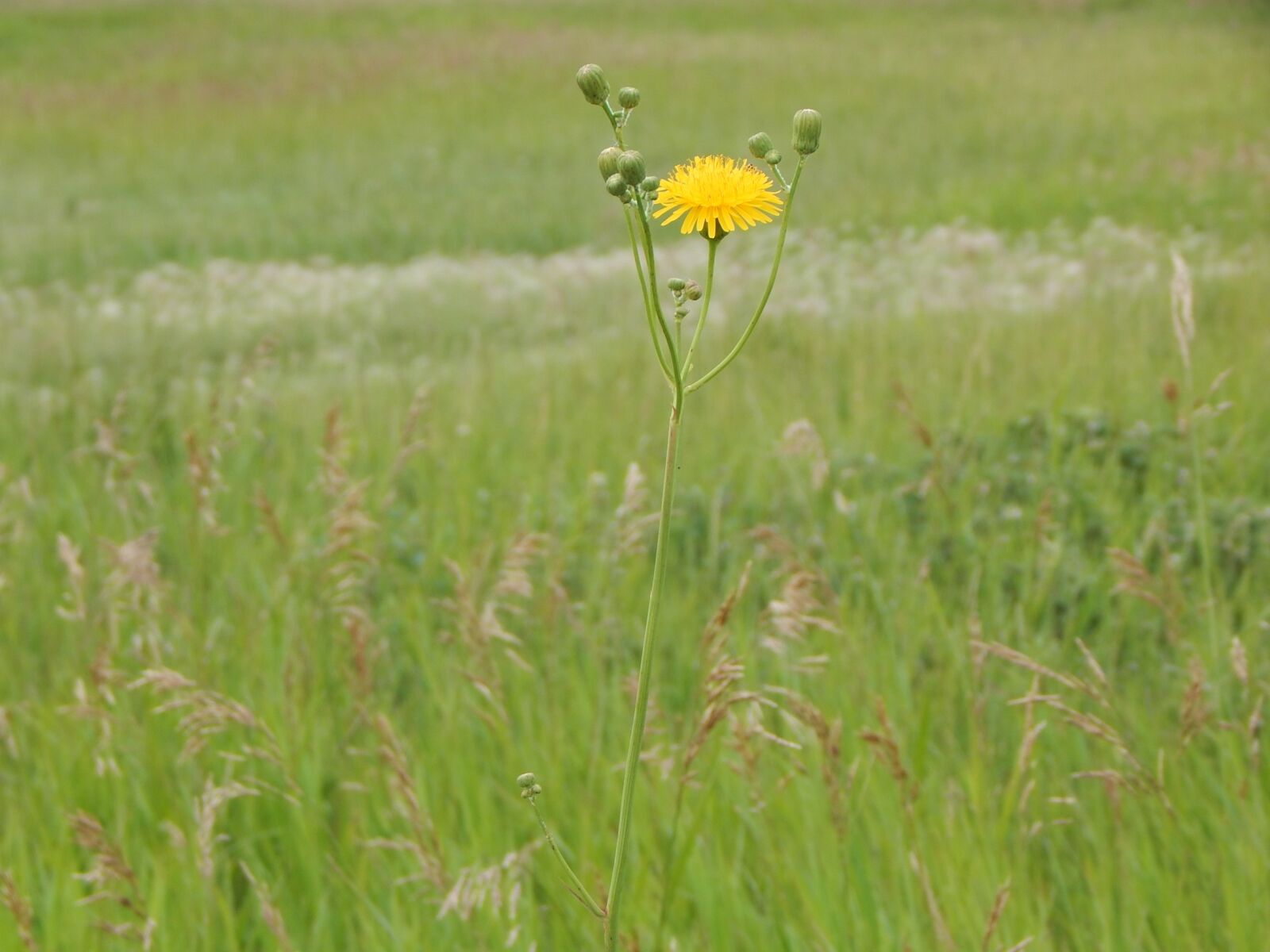 Nikon Coolpix L830 sample photo. Dandelion, weed, flower photography