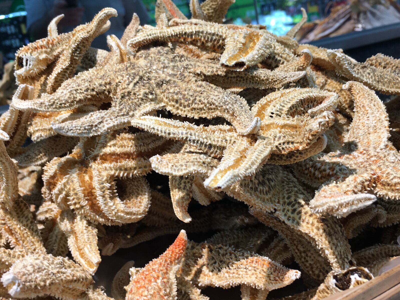 Apple iPhone 6s sample photo. Starfish, dried, food photography
