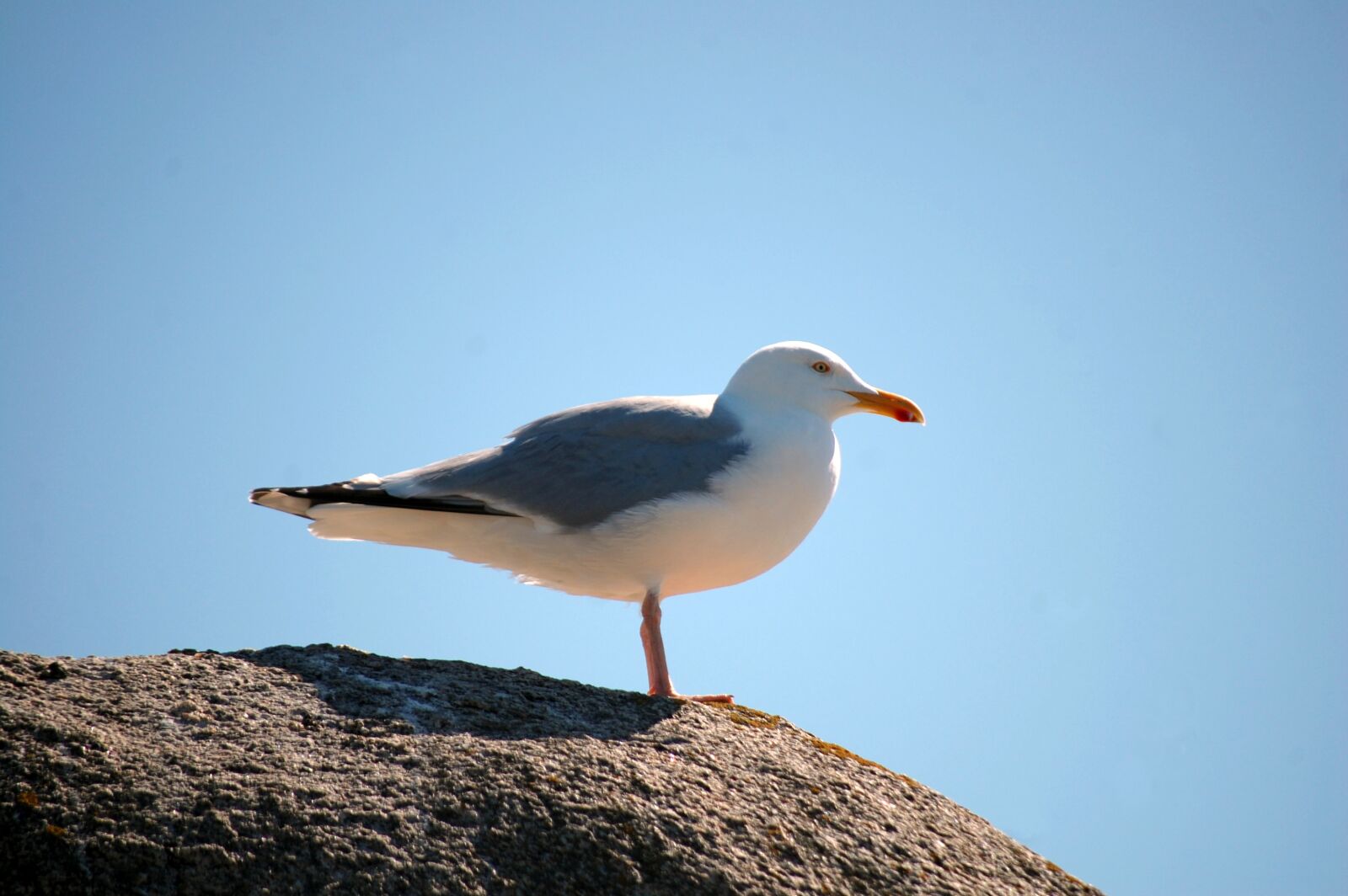 Nikon D40 sample photo. Bird, sea, seagull photography
