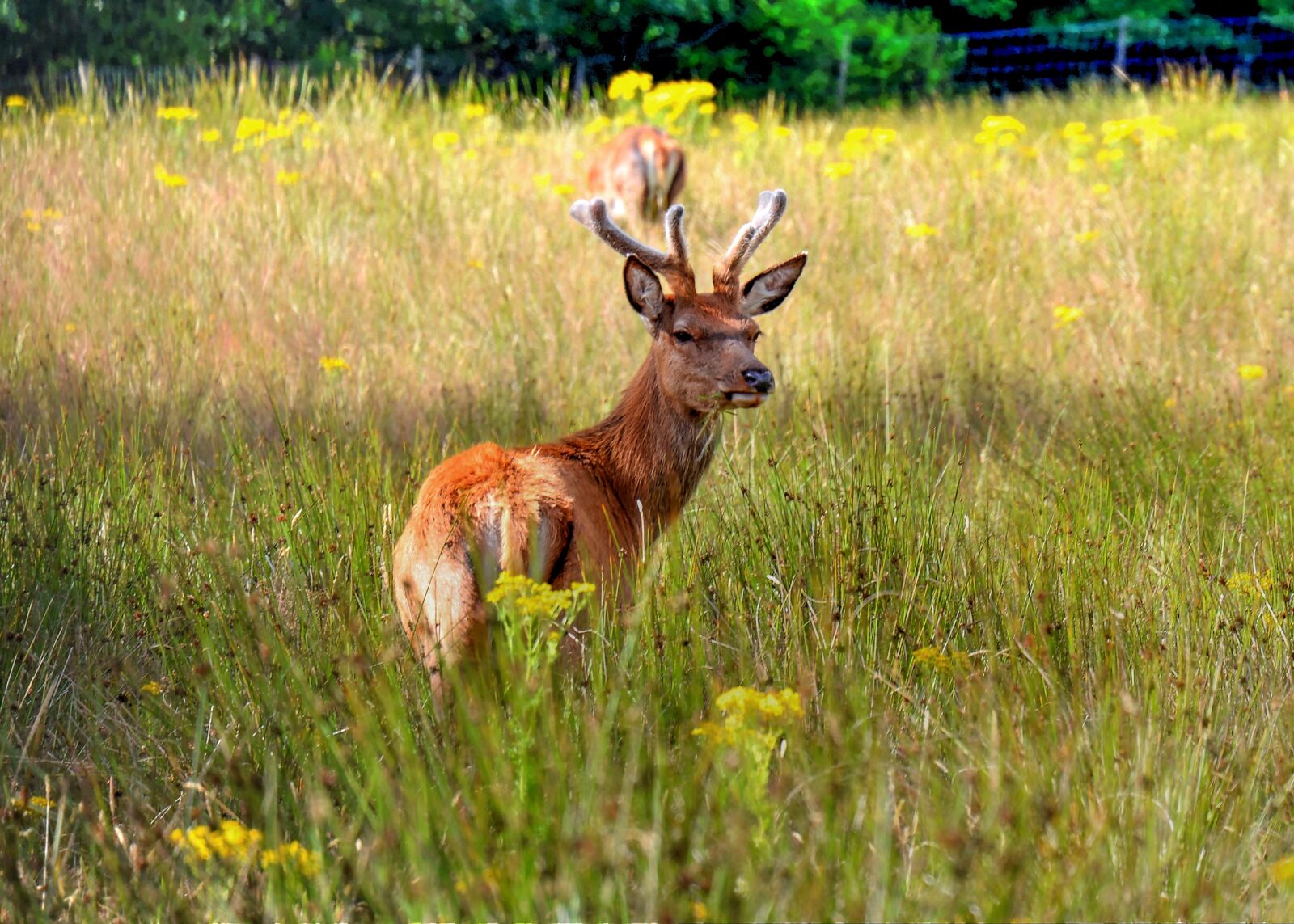 Nikon D7100 sample photo. Red deer, stag, antlers photography