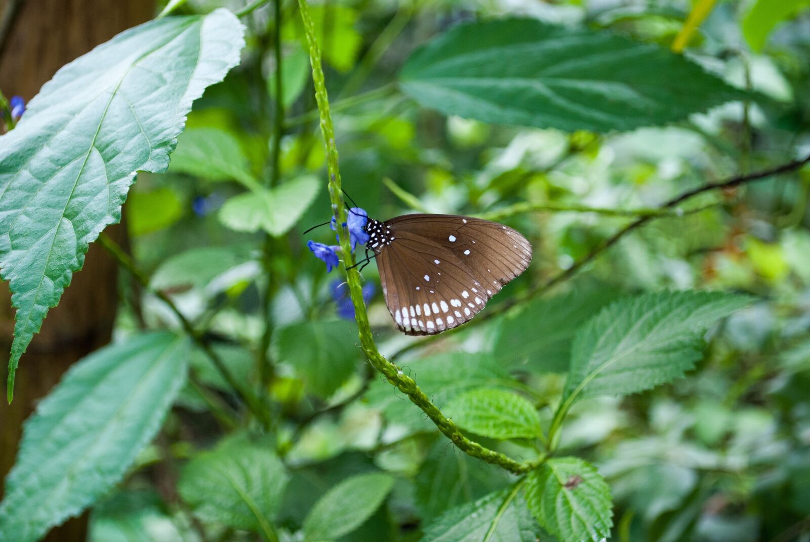 Nikon D3000 sample photo. Butterfly, nature, bug photography