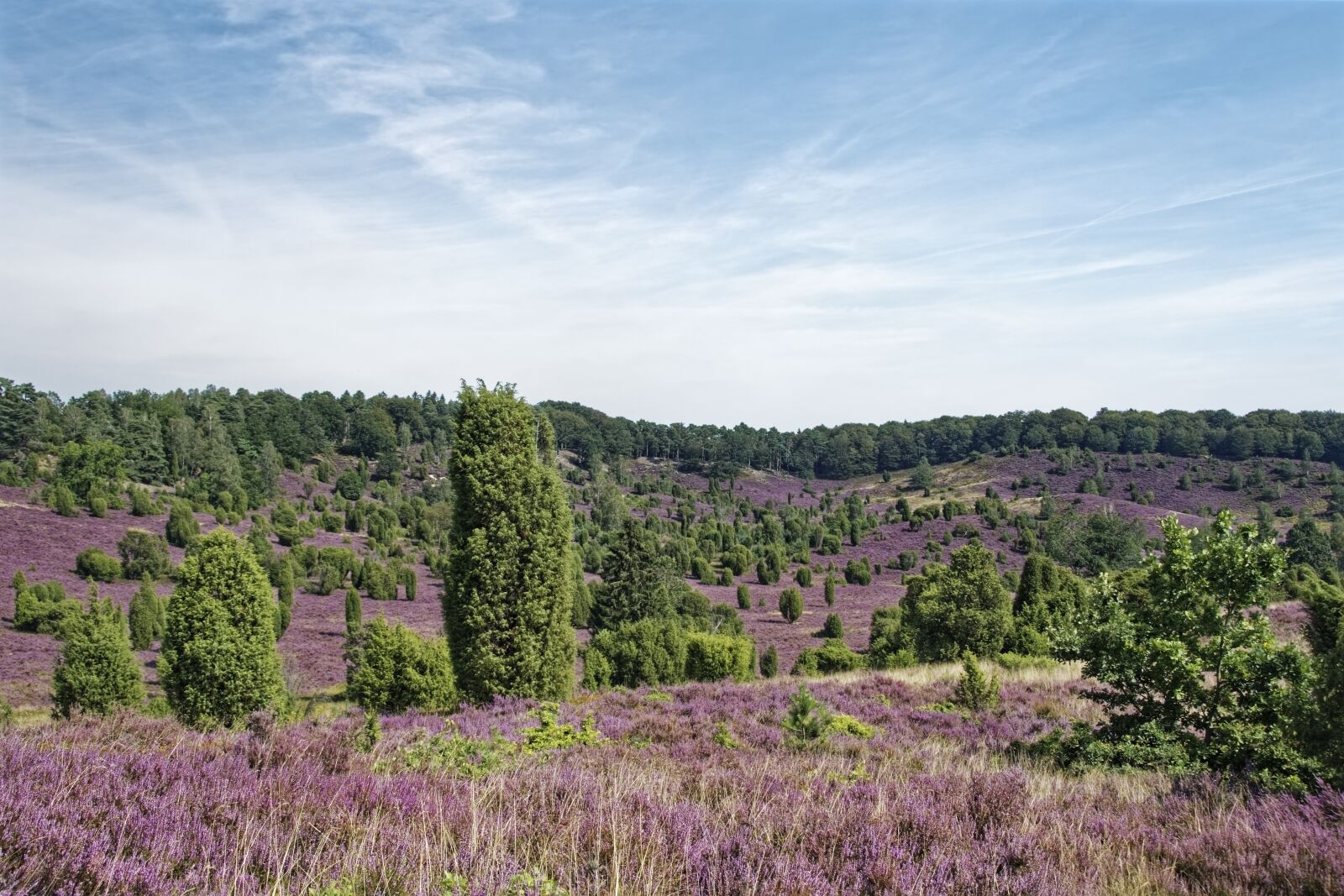Nikon D500 sample photo. Germany, l neburg heath photography