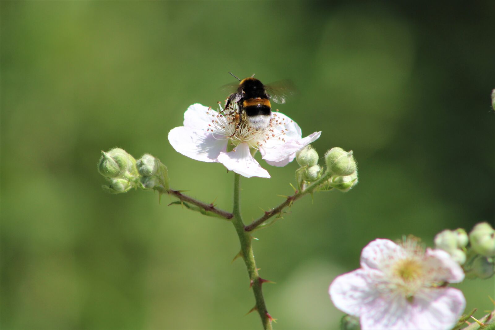 Canon EF75-300mm f/4-5.6 sample photo. Flower, hummel, blossom photography