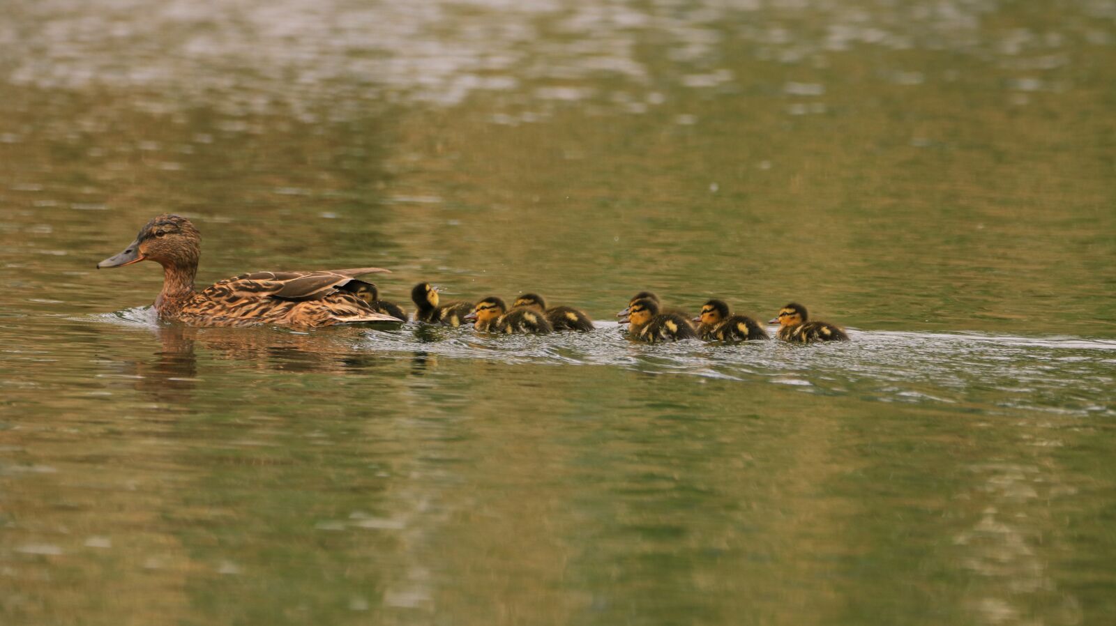 150-600mm F5-6.3 DG OS HSM | Contemporary 015 sample photo. Lake, water bird, nature photography