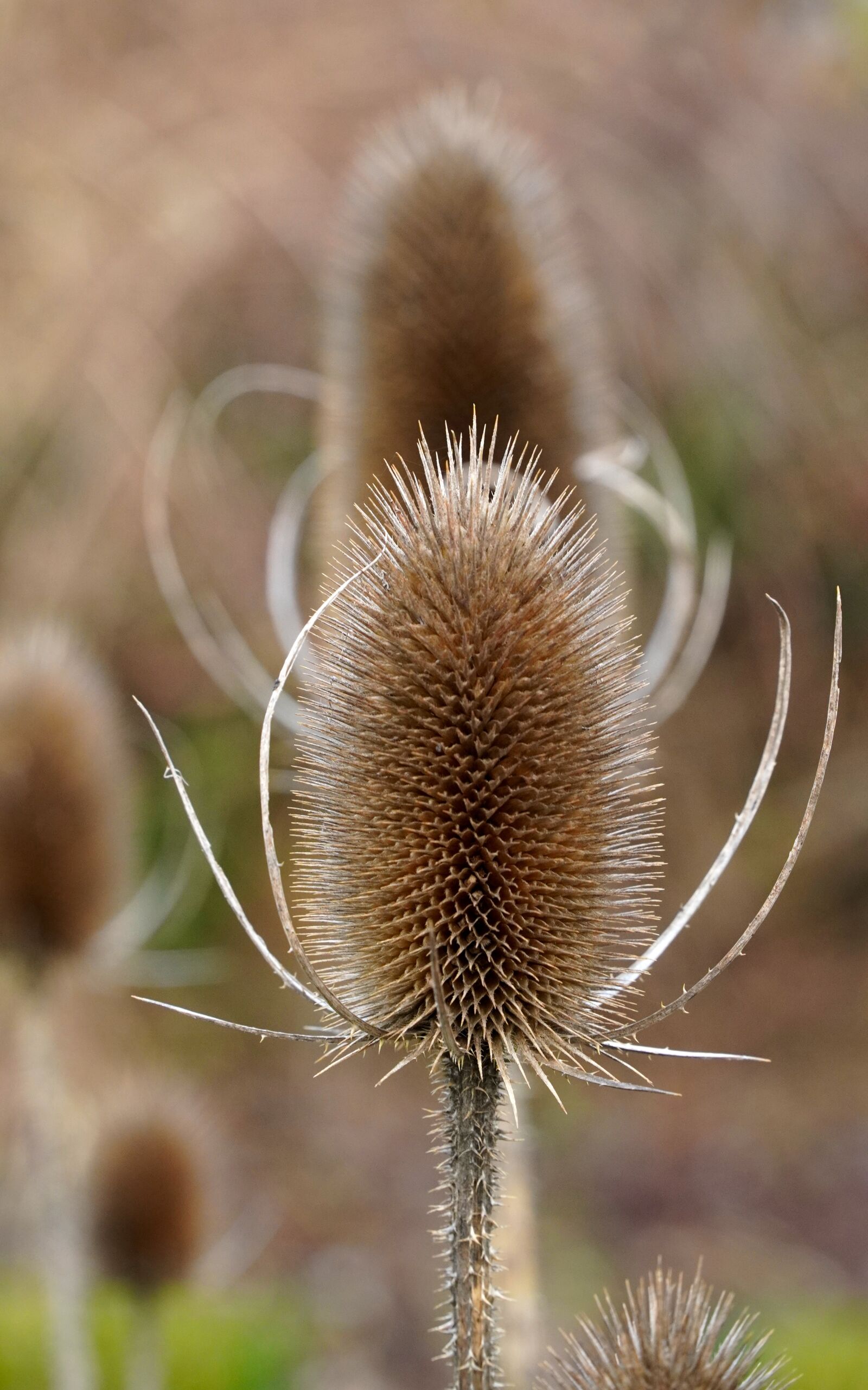Sony E PZ 18-105mm F4 G OSS sample photo. Thistles, withers, withered photography