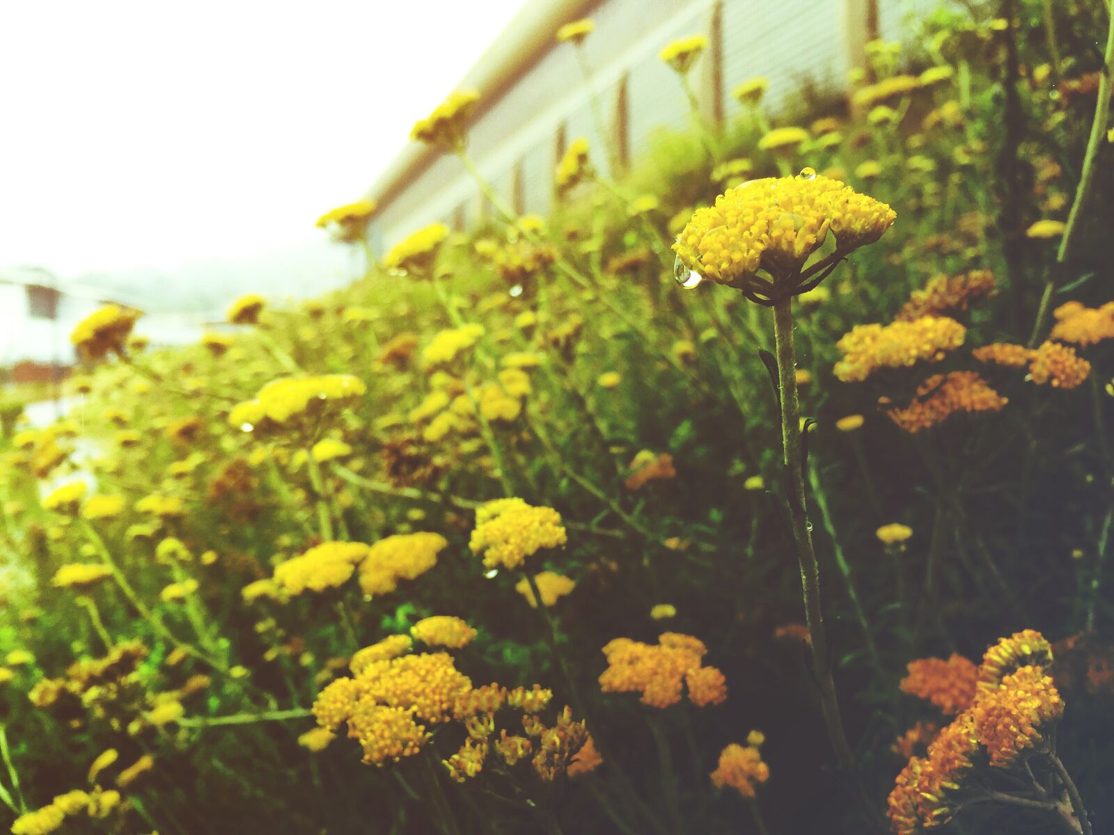Apple iPhone 6 sample photo. Helichrysum, everlasting, indigenous photography