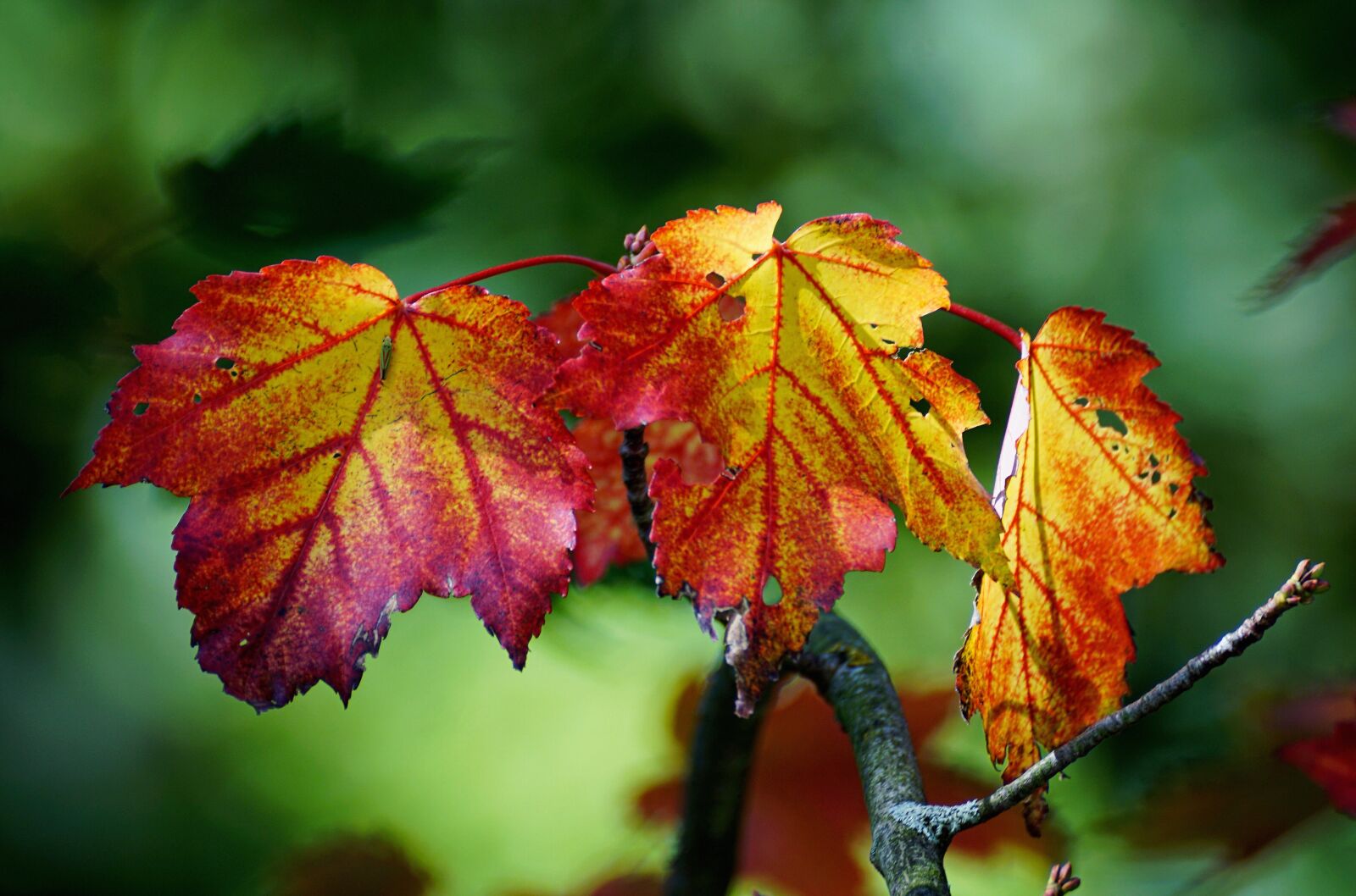 Sony DT 55-300mm F4.5-5.6 SAM sample photo. Autumn, color, leaves photography