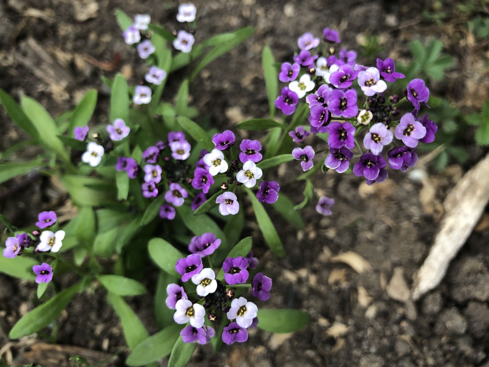 iPhone 8 back camera 3.99mm f/1.8 sample photo. Flower, blossom, lilac photography