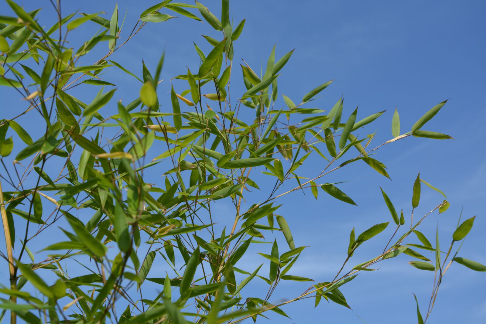 Nikon D5200 sample photo. Bamboo, seed, plant shooting photography