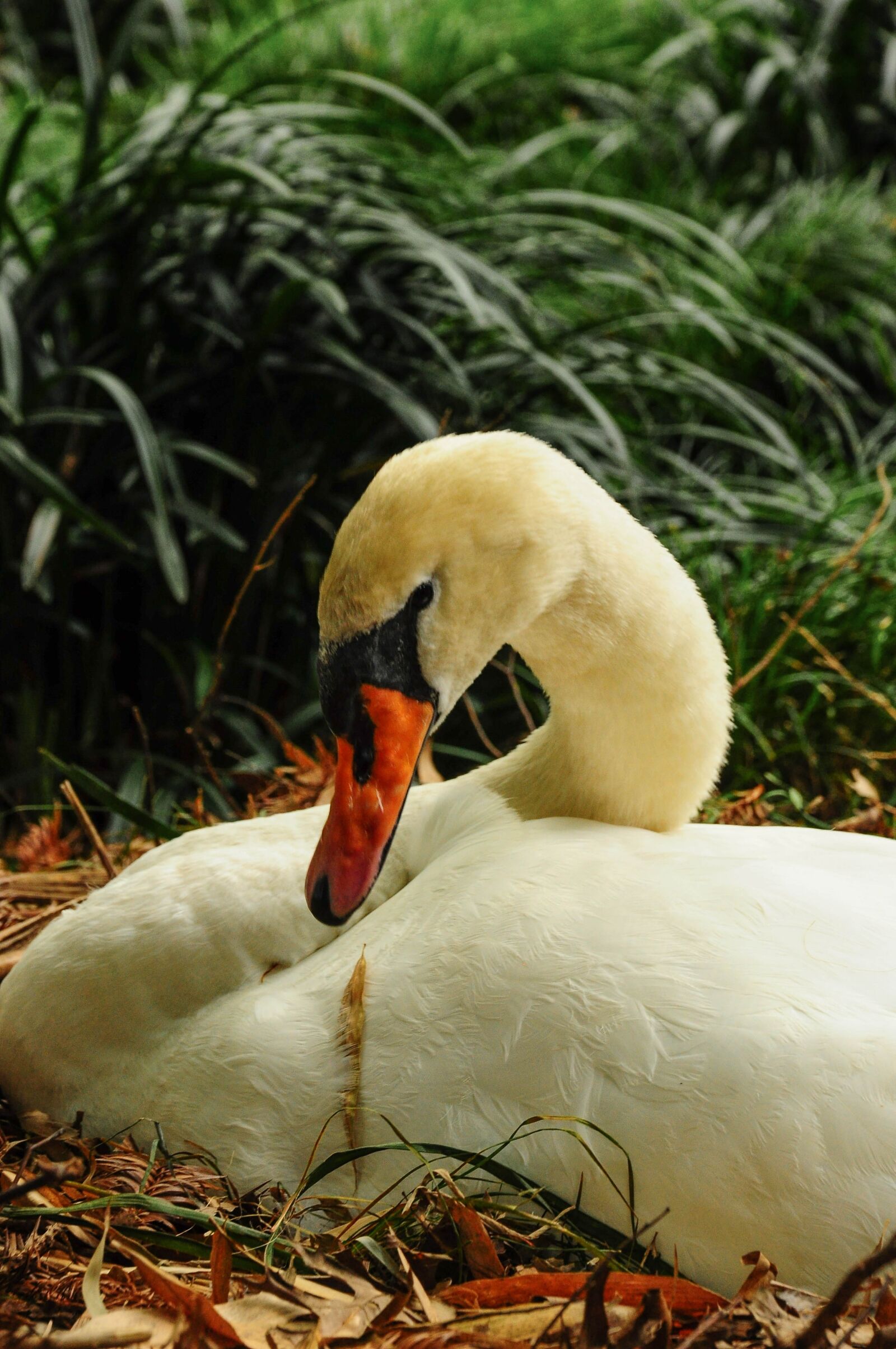 Nikon D90 sample photo. Swan, brissago, islands photography