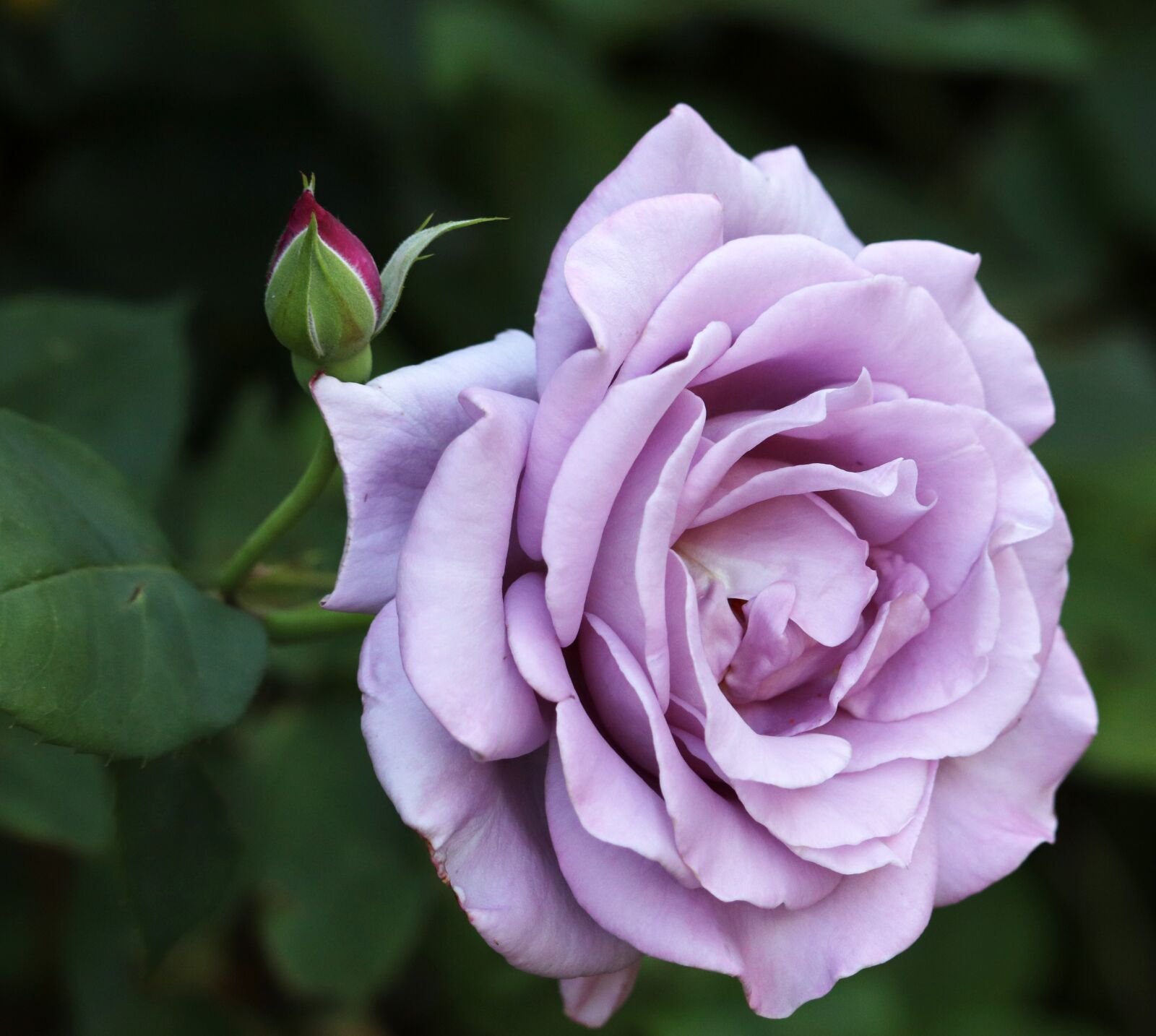 Canon EOS 800D (EOS Rebel T7i / EOS Kiss X9i) sample photo. Flower, mauve, rose photography