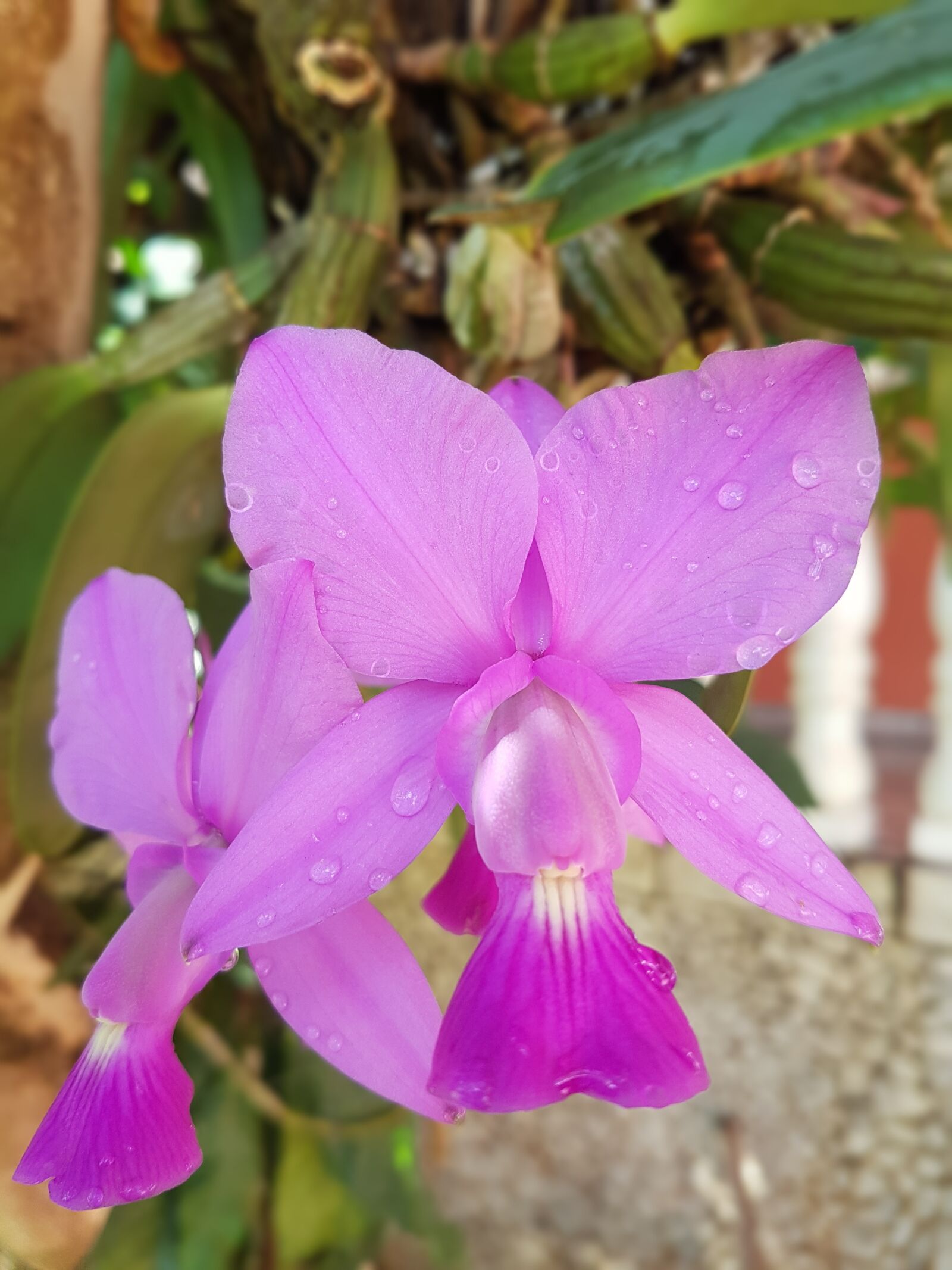 Samsung Galaxy S7 Edge sample photo. Orchid, flower, botanist photography