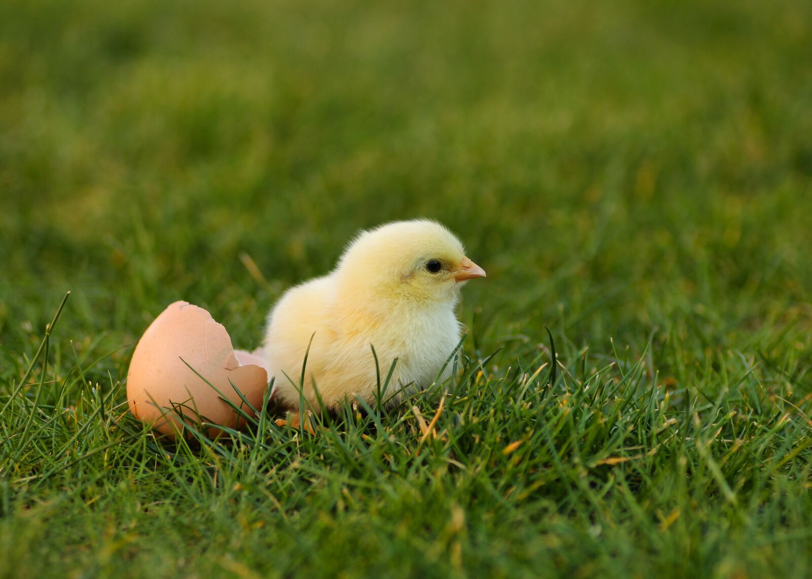 Tamron SP 90mm F2.8 Di VC USD 1:1 Macro sample photo. Chicks, easter chick, easter photography