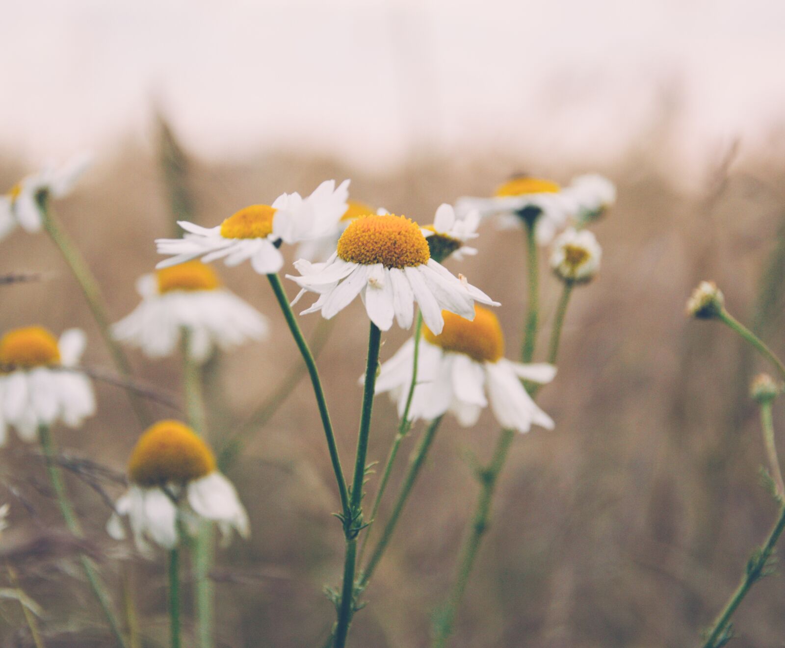 Nikon D3200 sample photo. Daisy, daisies, flowers photography