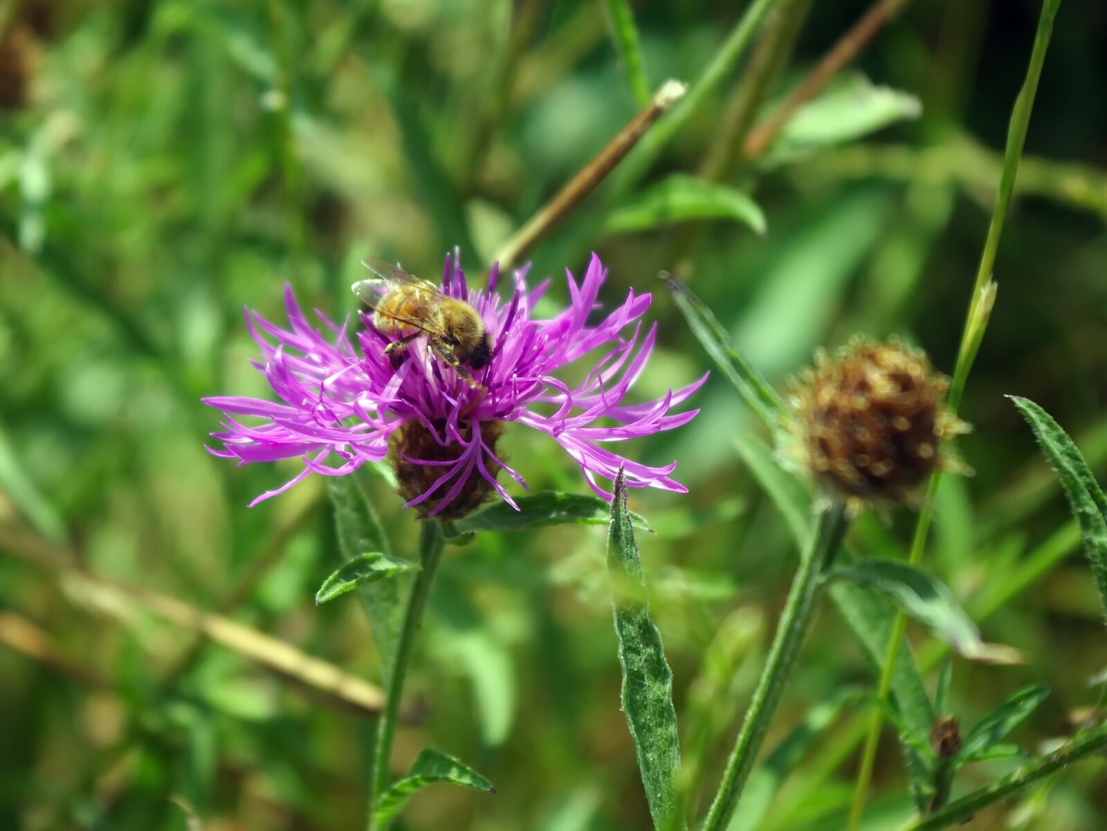 Pentax K-5 sample photo. Bourdon, tr fle violet photography