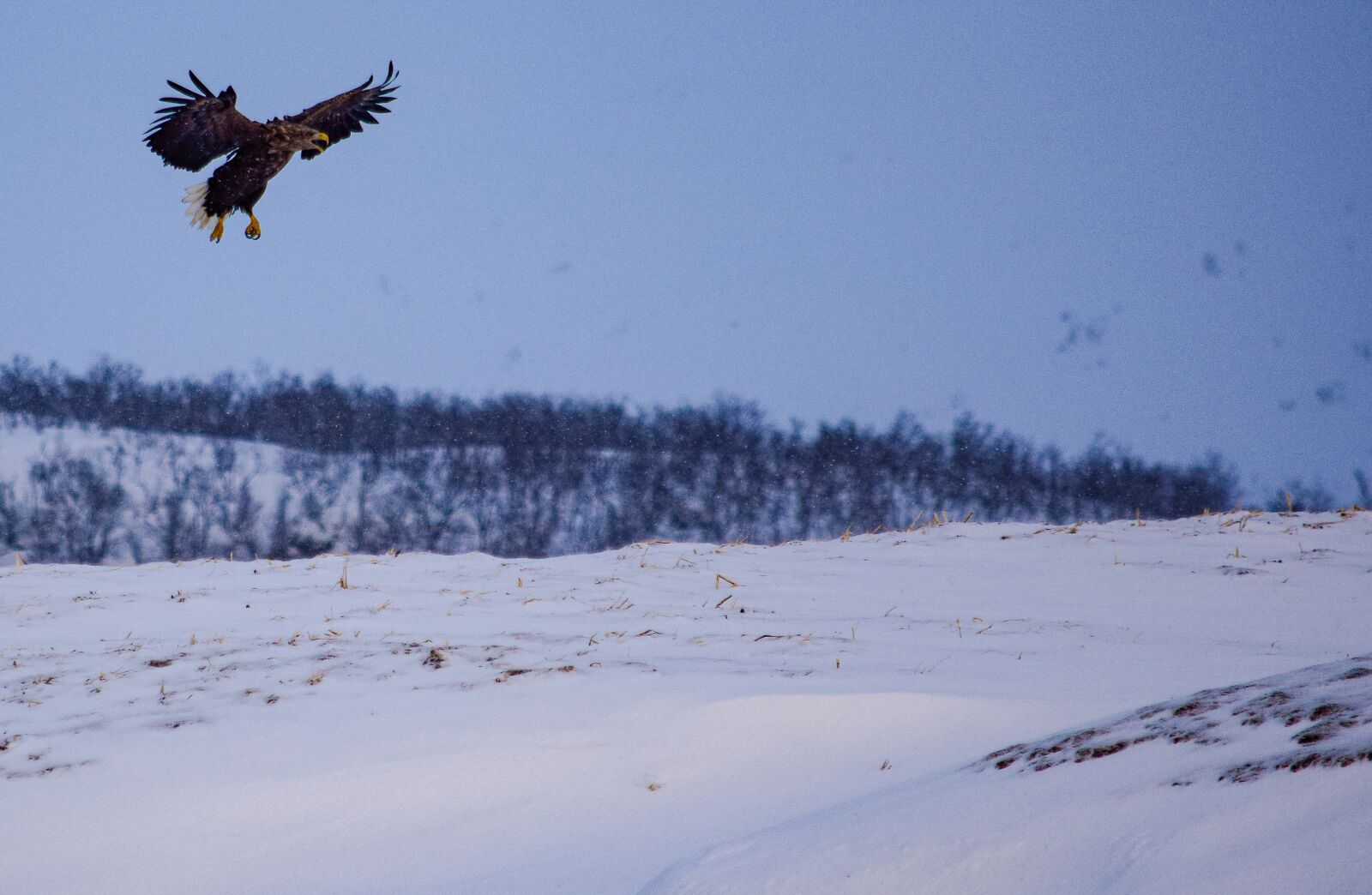 Nikon D5300 sample photo. Eagle, sea eagle, sea photography