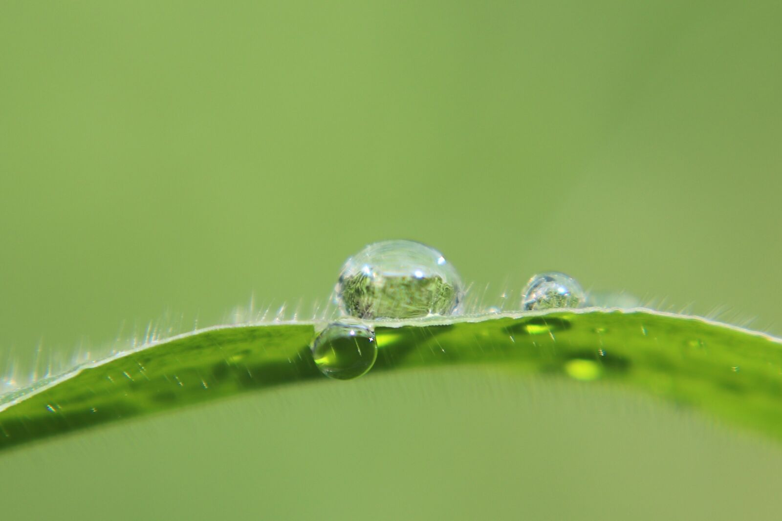 Canon EOS 200D (EOS Rebel SL2 / EOS Kiss X9) sample photo. Dewdrops, dew, leaf photography