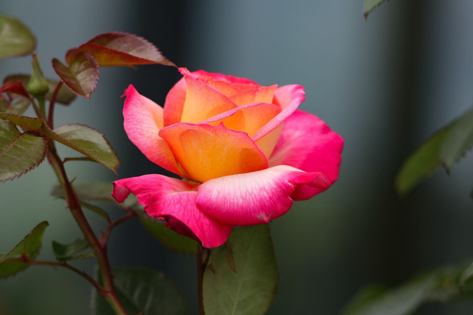 Canon EOS 77D (EOS 9000D / EOS 770D) sample photo. Rose, flowers, bouquet photography