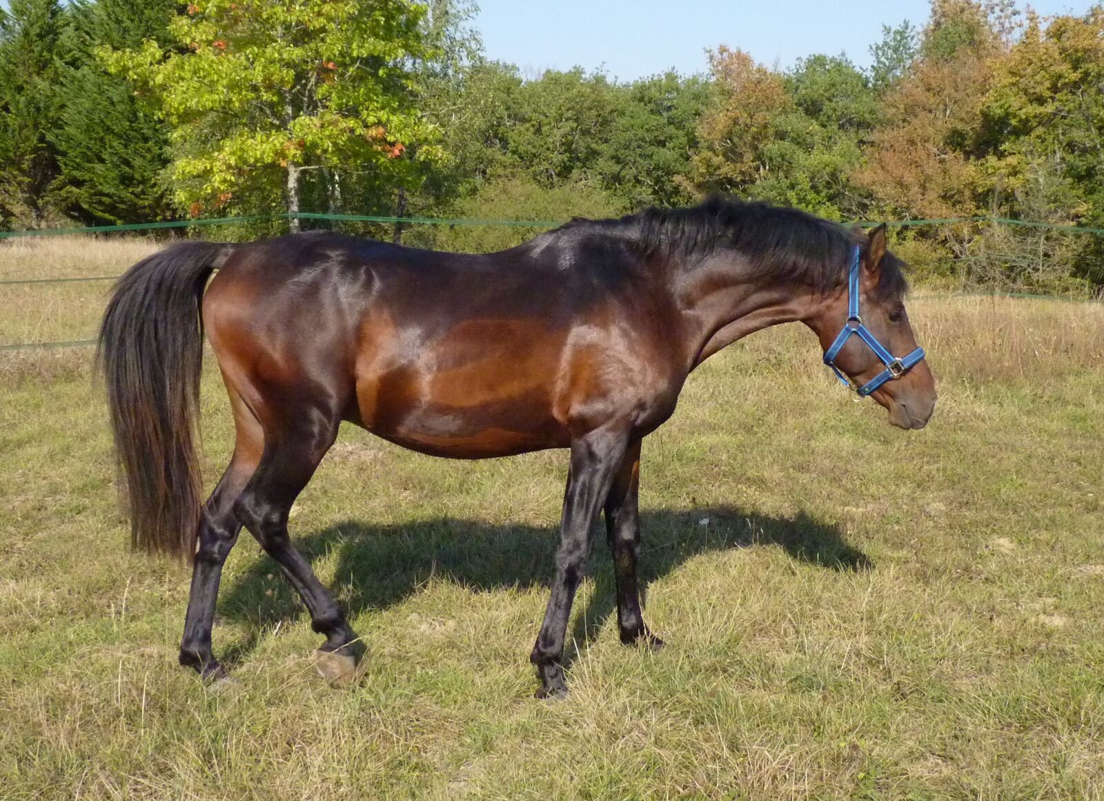 Panasonic Lumix DMC-FZ35 (Lumix DMC-FZ38) sample photo. Horse, pure arab blood photography