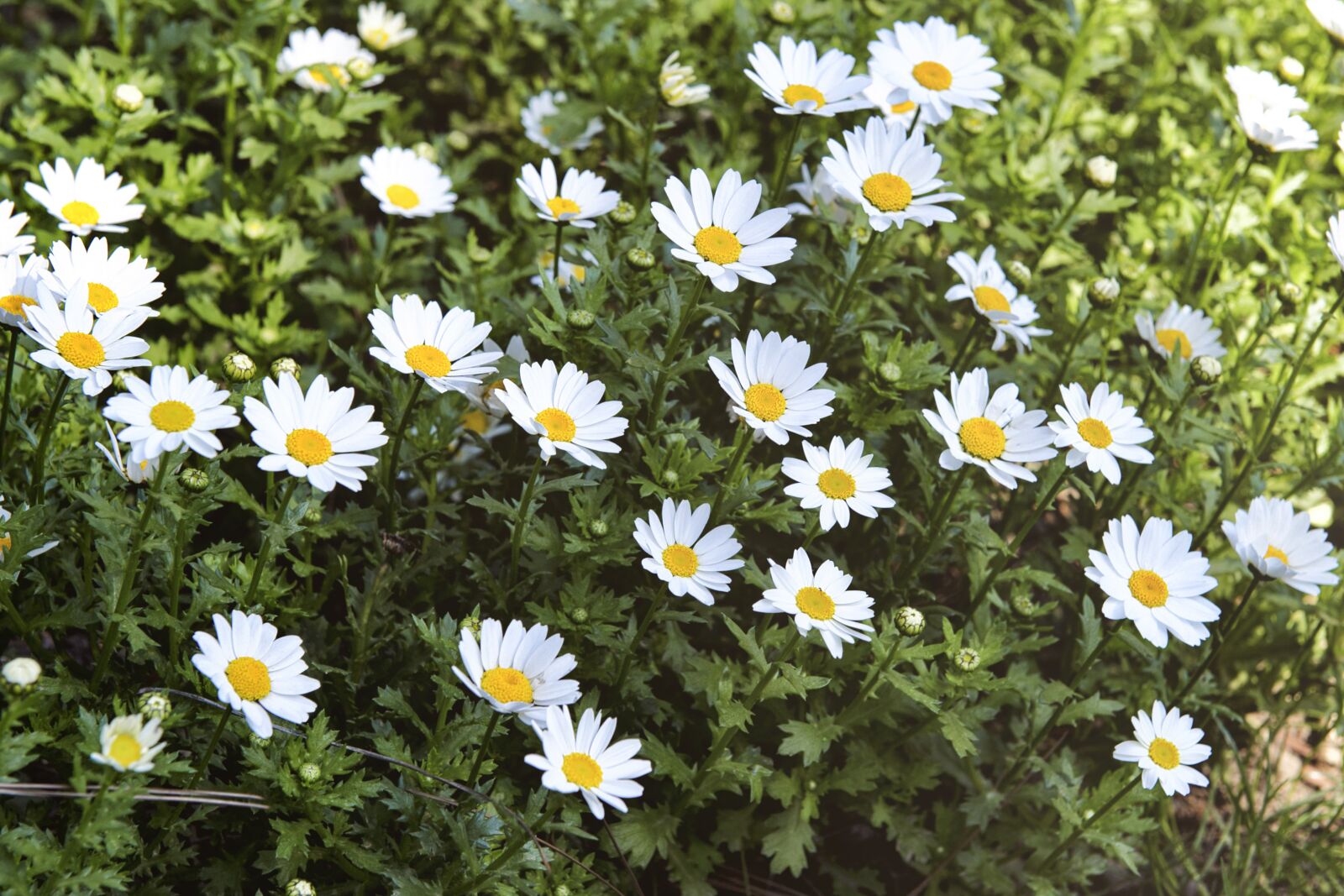 Nikon D3S sample photo. Daisy, flower, plant photography