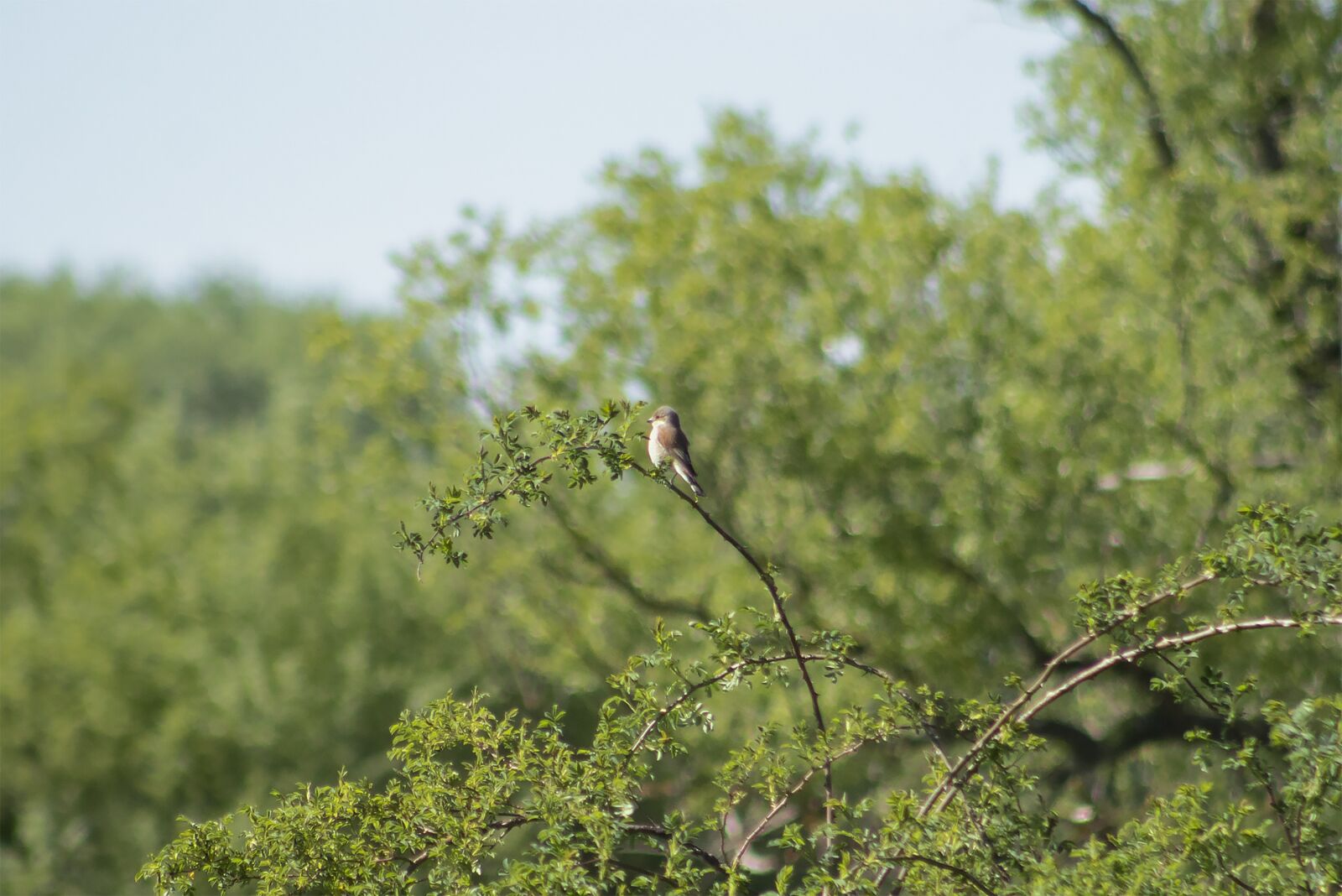 Canon EF75-300mm f/4-5.6 sample photo. Thrush, sparrow-shaped, n diposz photography